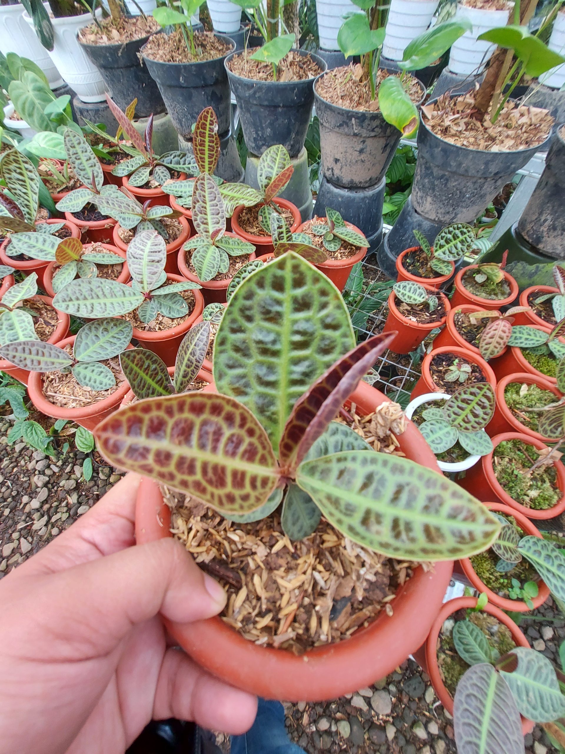 Labisia Turtle Back - Image 5