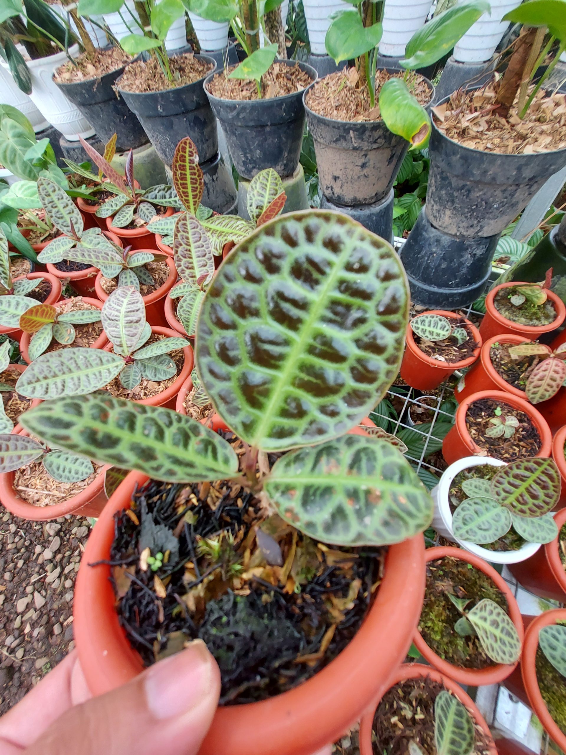 Labisia Turtle Back - Image 4