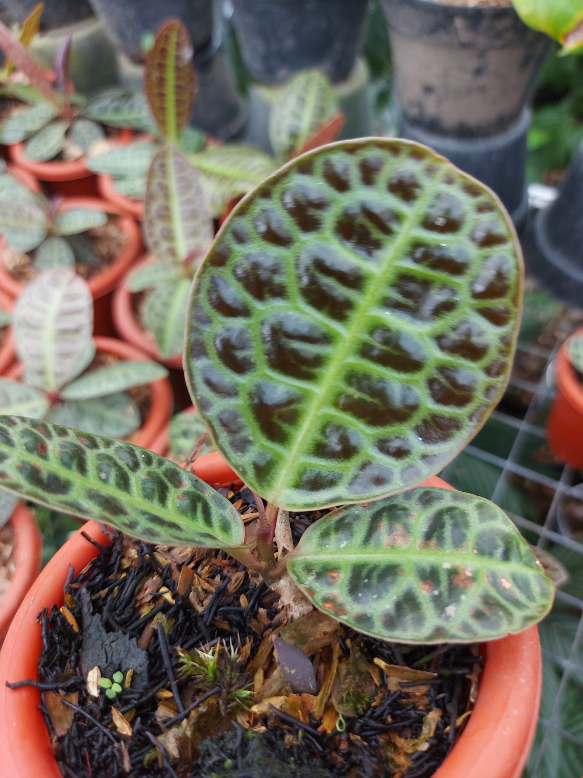 Labisia Turtle Back - Image 3