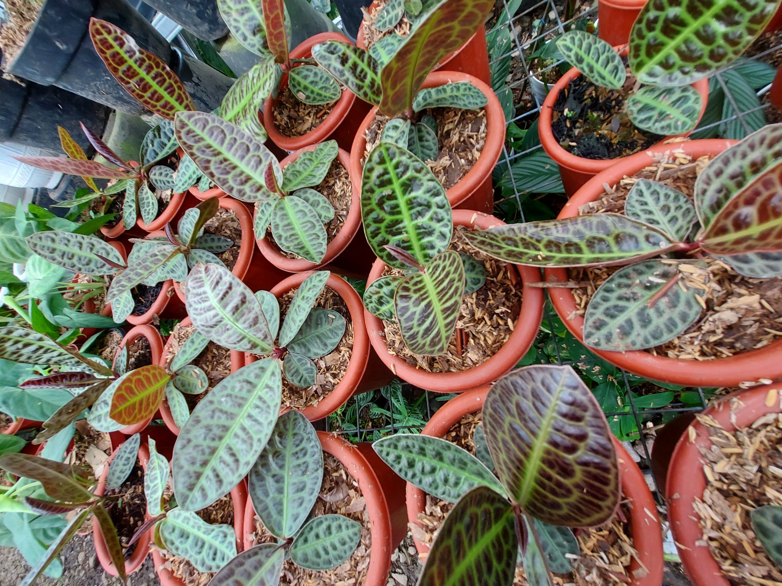 Labisia Turtle Back - Image 6