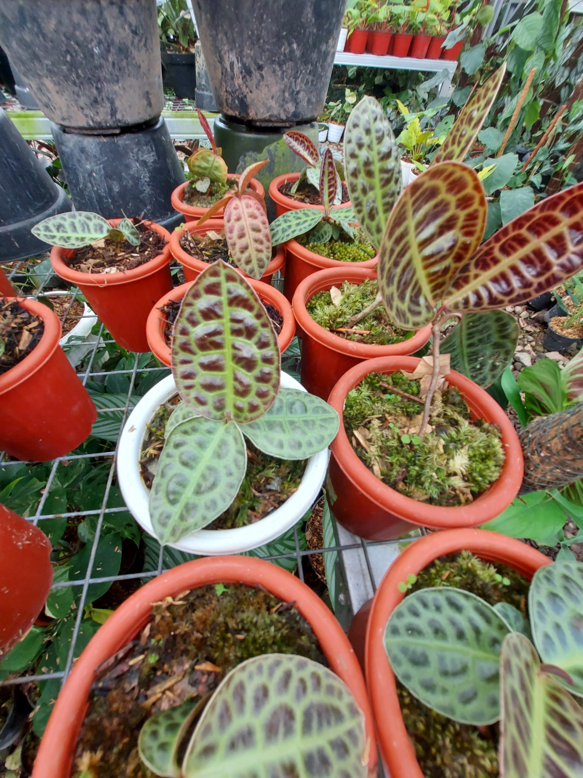 Labisia Turtle Back - Image 2