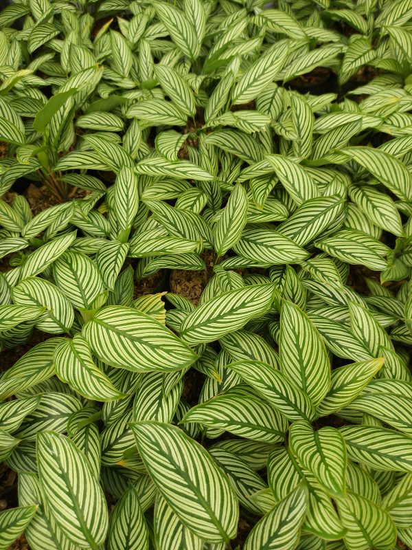 Calathea Vittata - Image 2