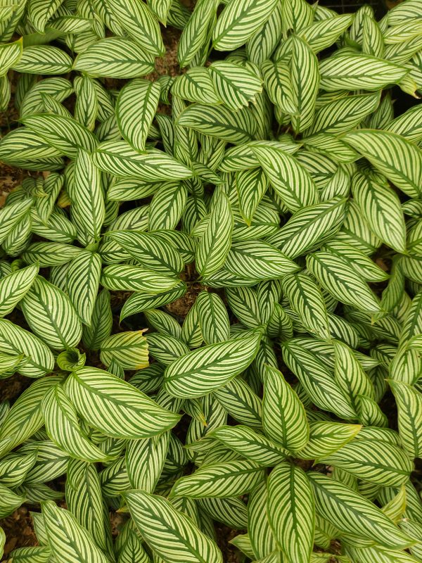 Calathea Vittata - Image 3