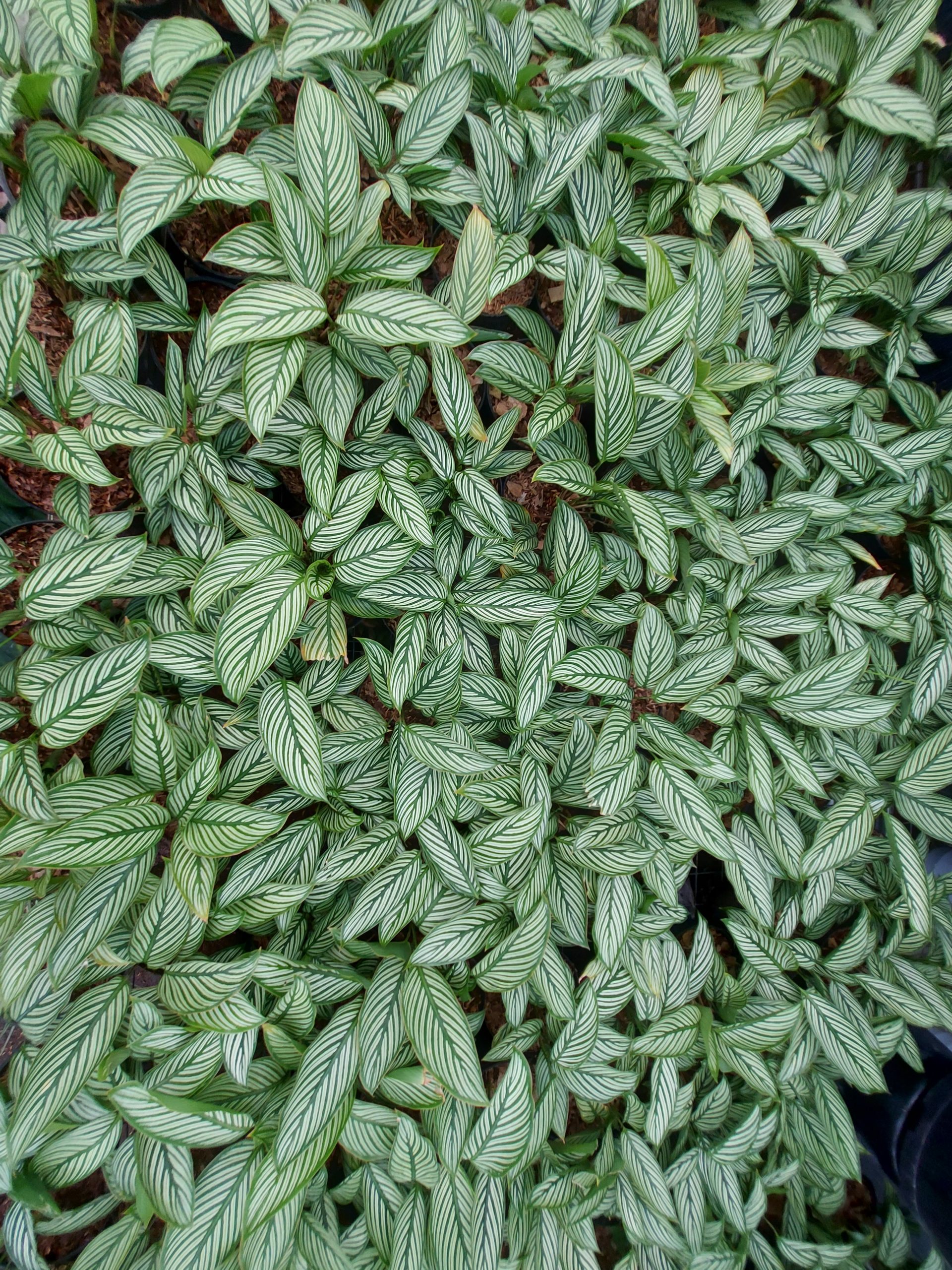 Calathea Vittata - Image 6