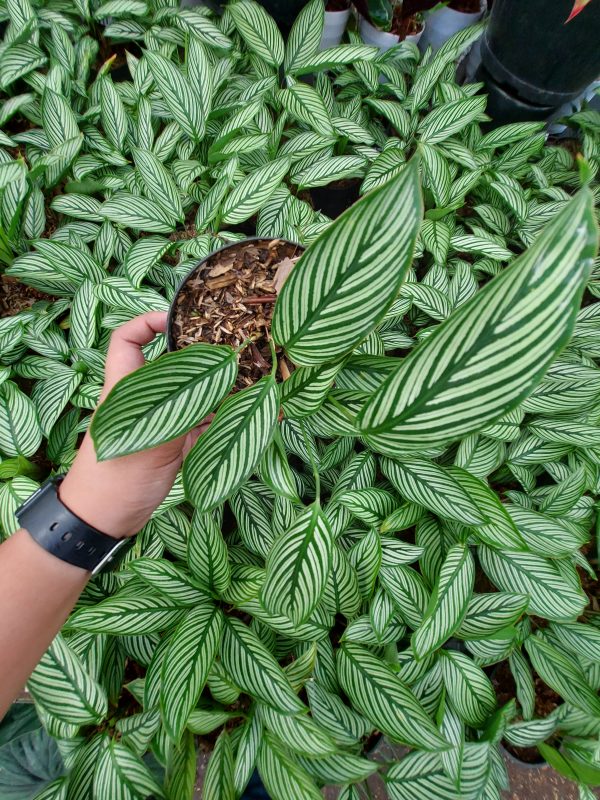Calathea Vittata - Image 5