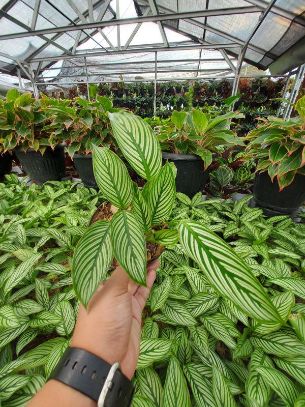 Calathea Vittata - Image 4