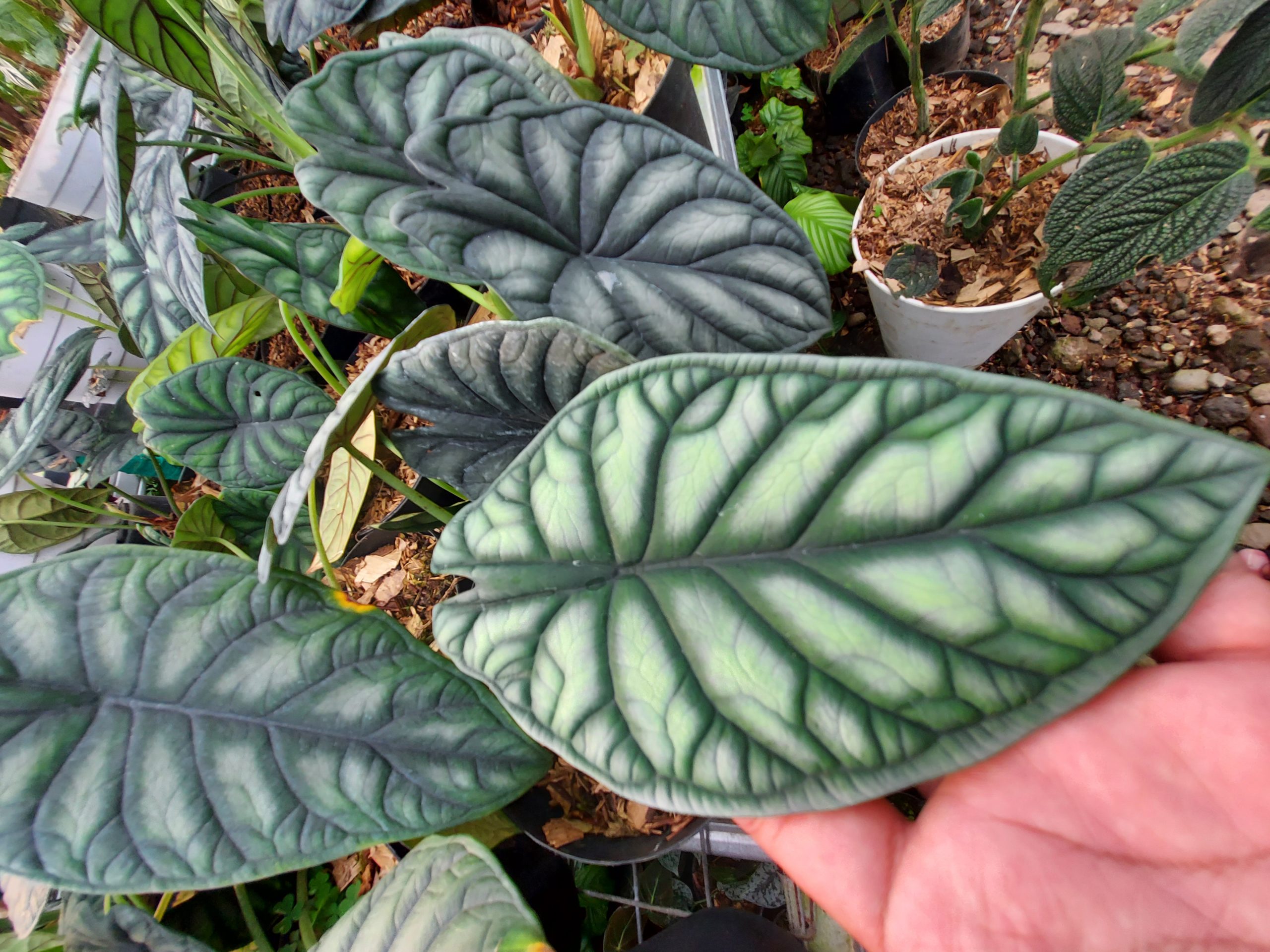 Alocasia Dragon scale - Image 7