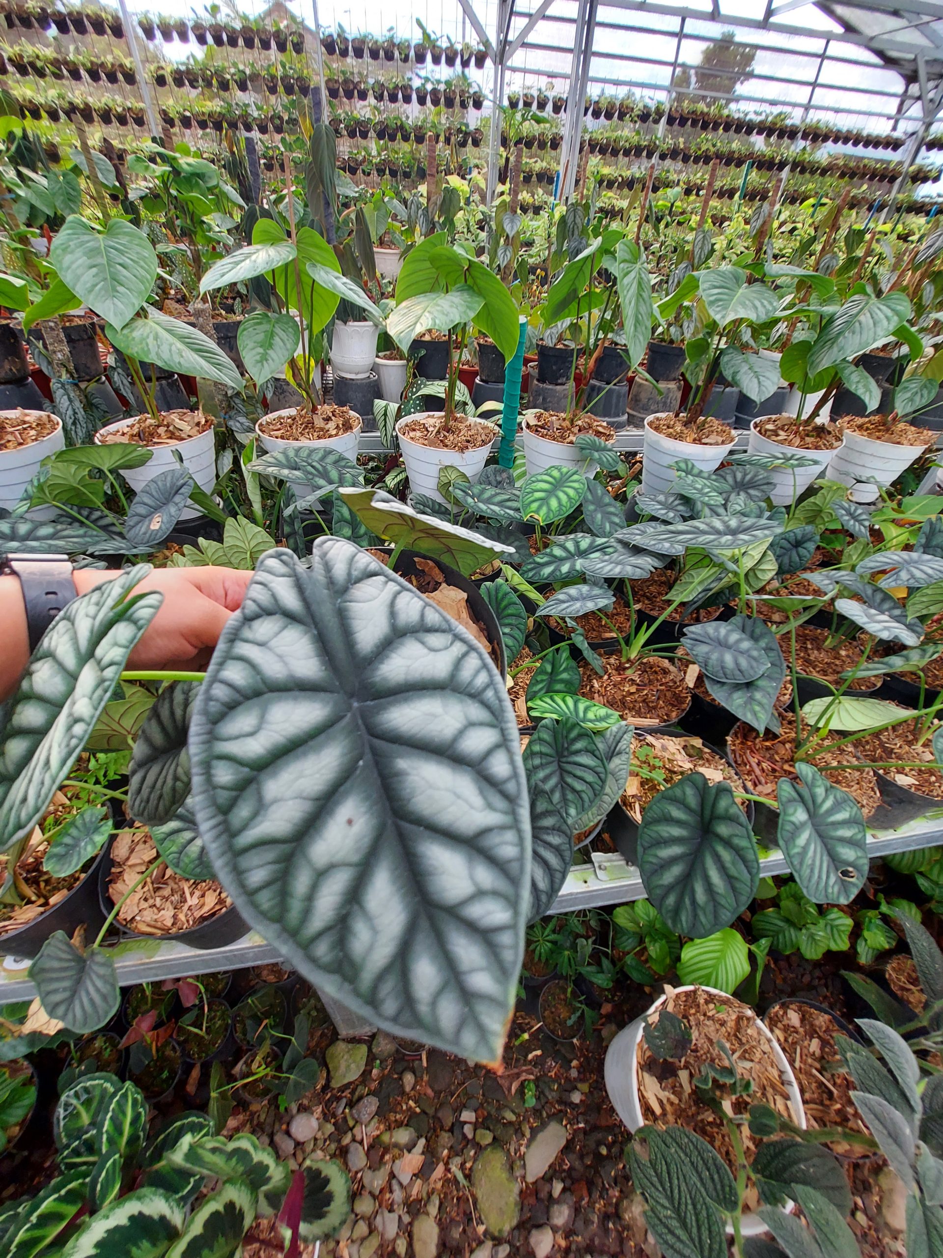 Alocasia Dragon scale - Image 6