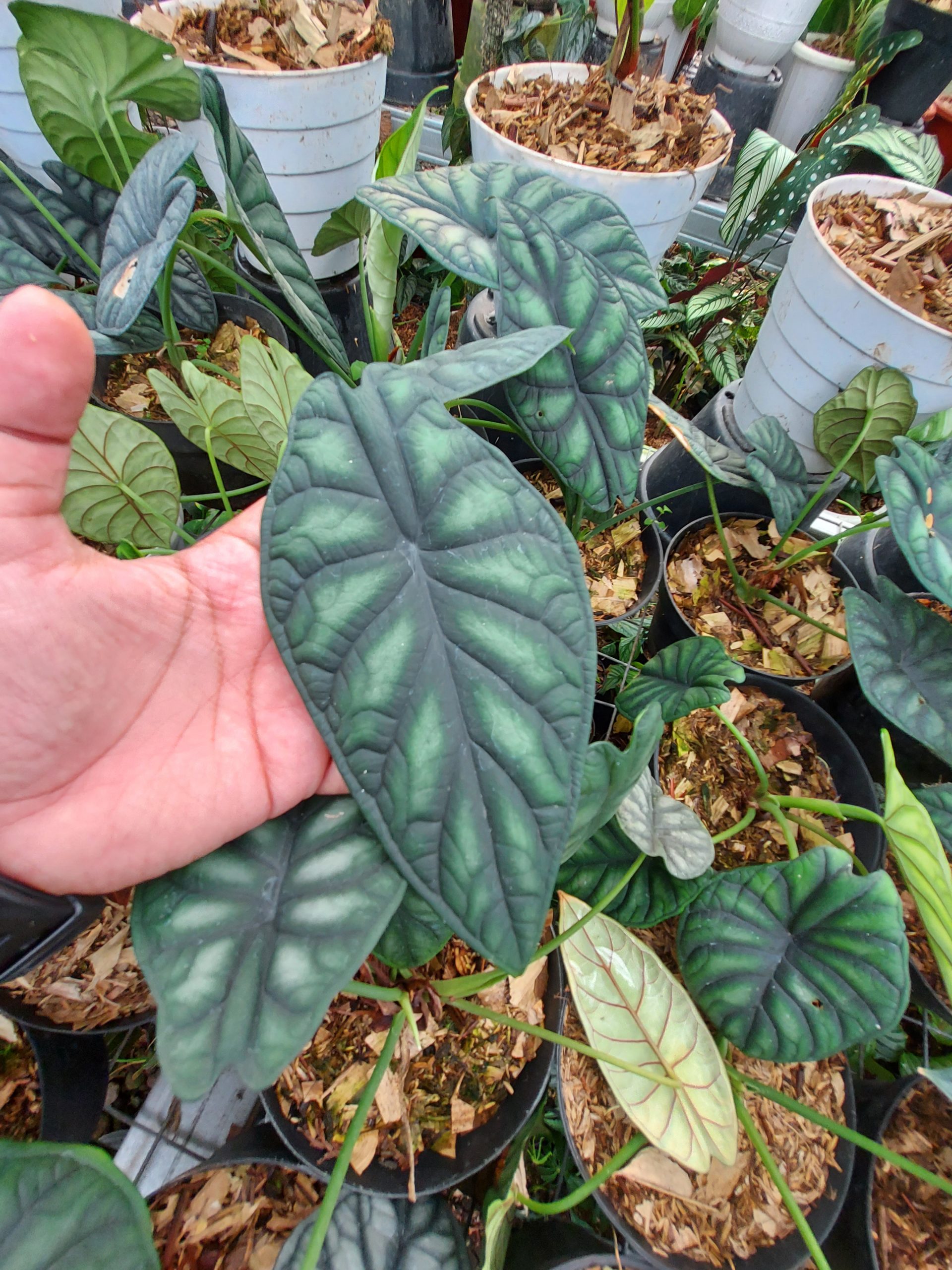 Alocasia Dragon scale - Image 5