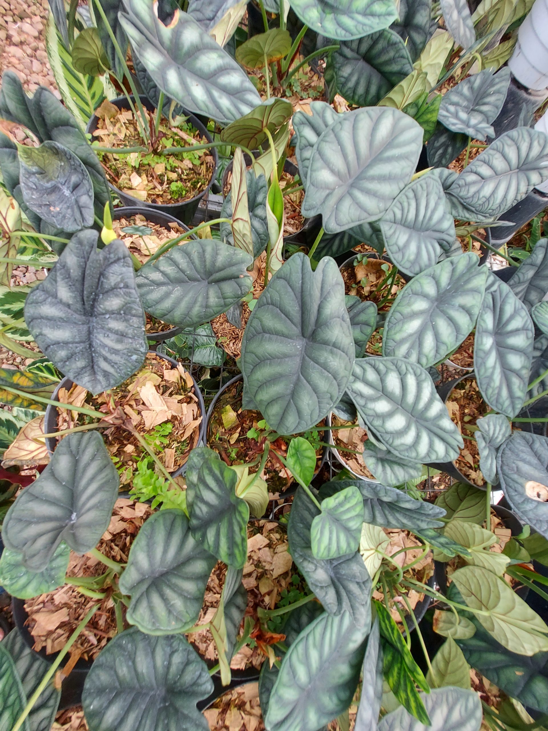 Alocasia Dragon scale - Image 4