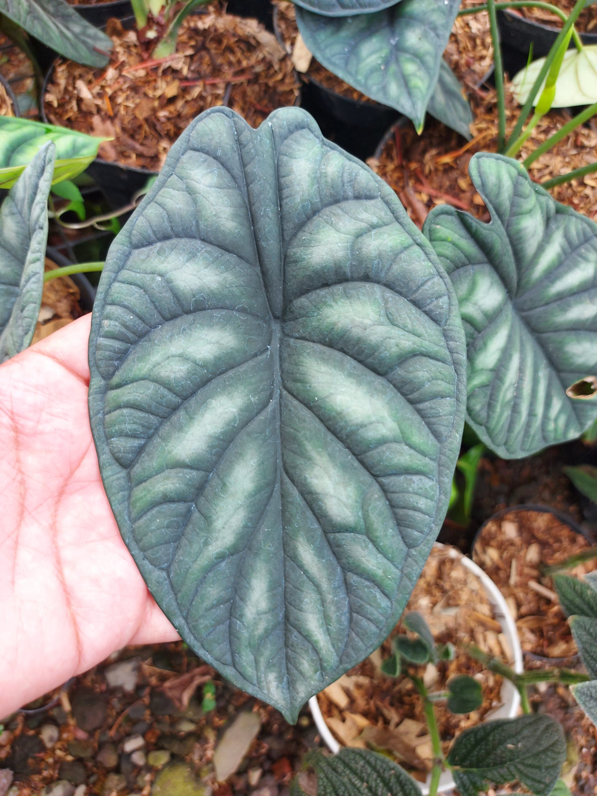 Alocasia Dragon scale - Image 3
