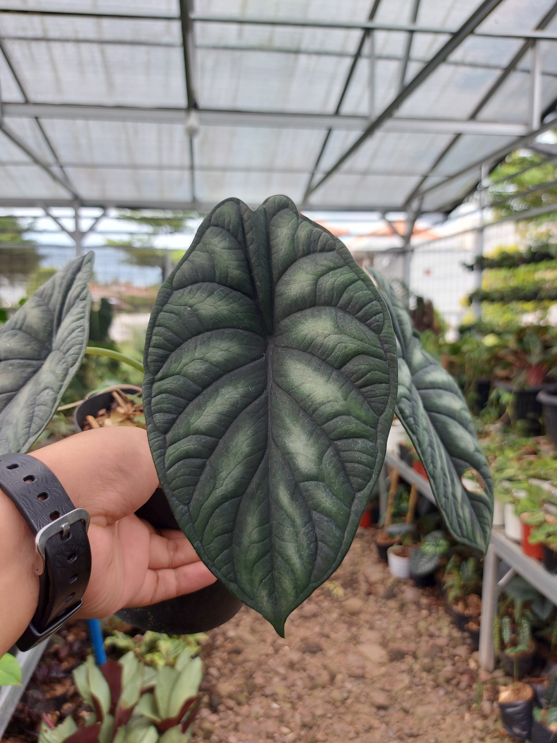 Alocasia Dragon scale - Image 2