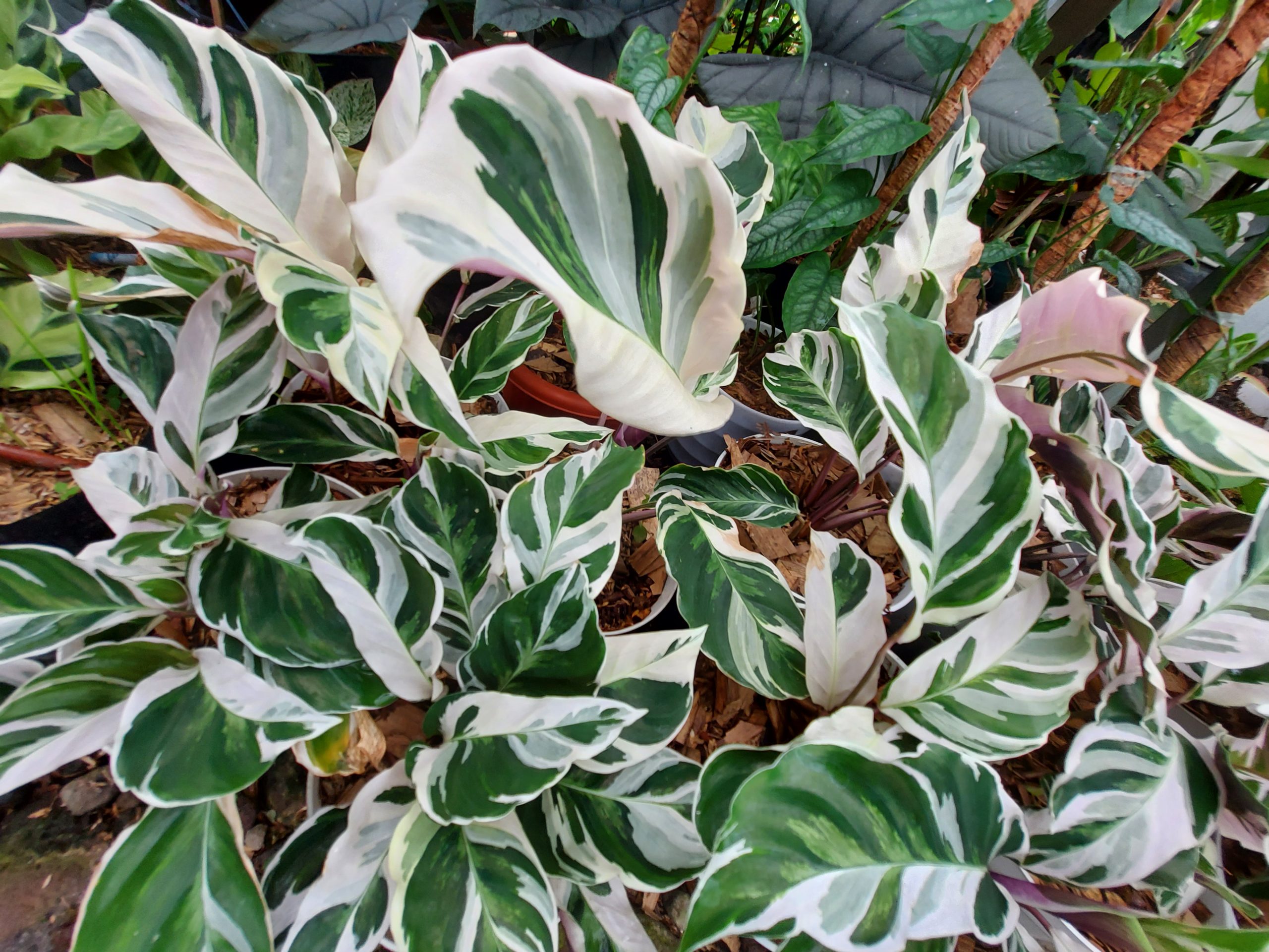 Calathea White Fusion - Image 9