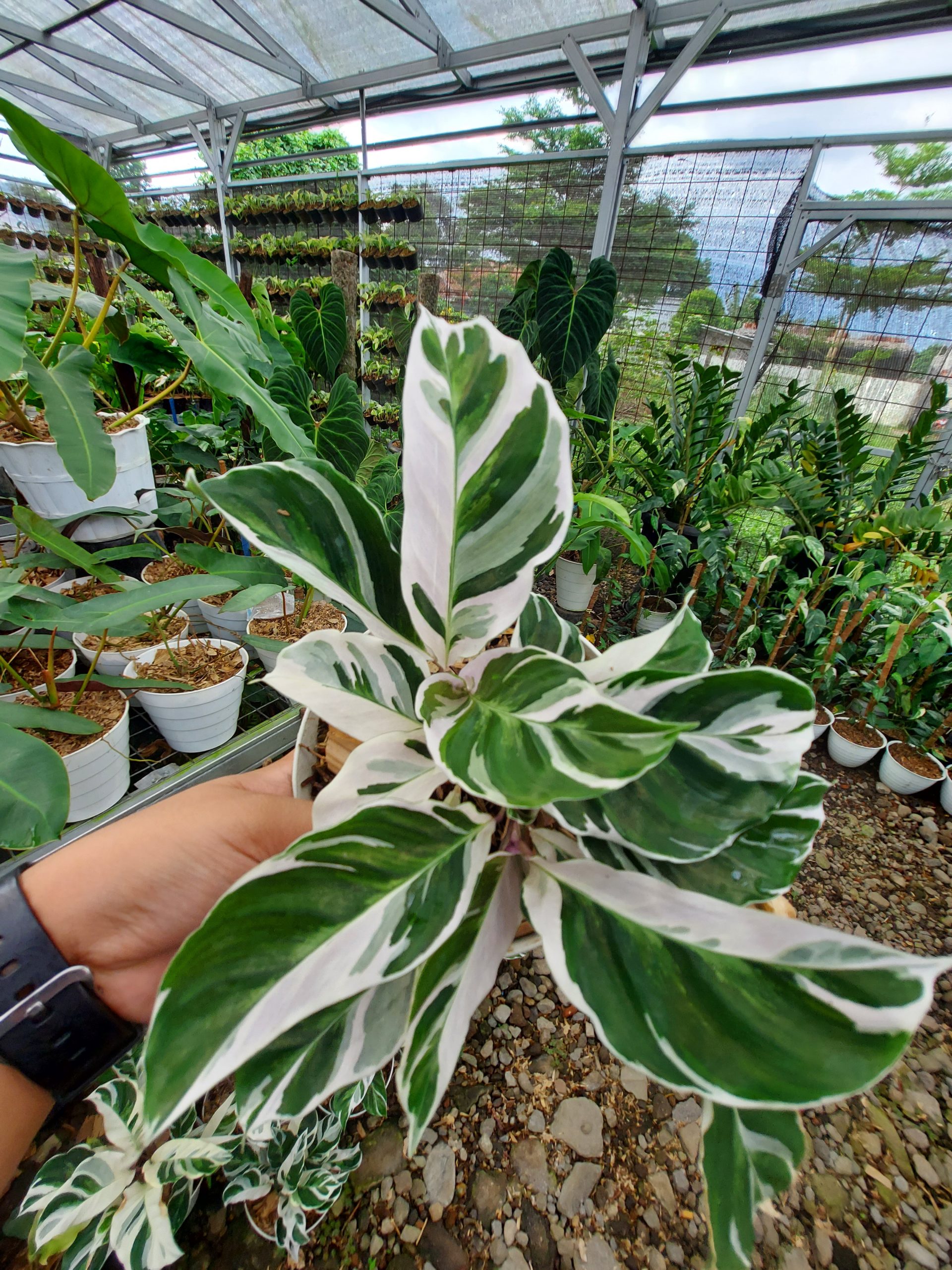 Calathea White Fusion - Image 8