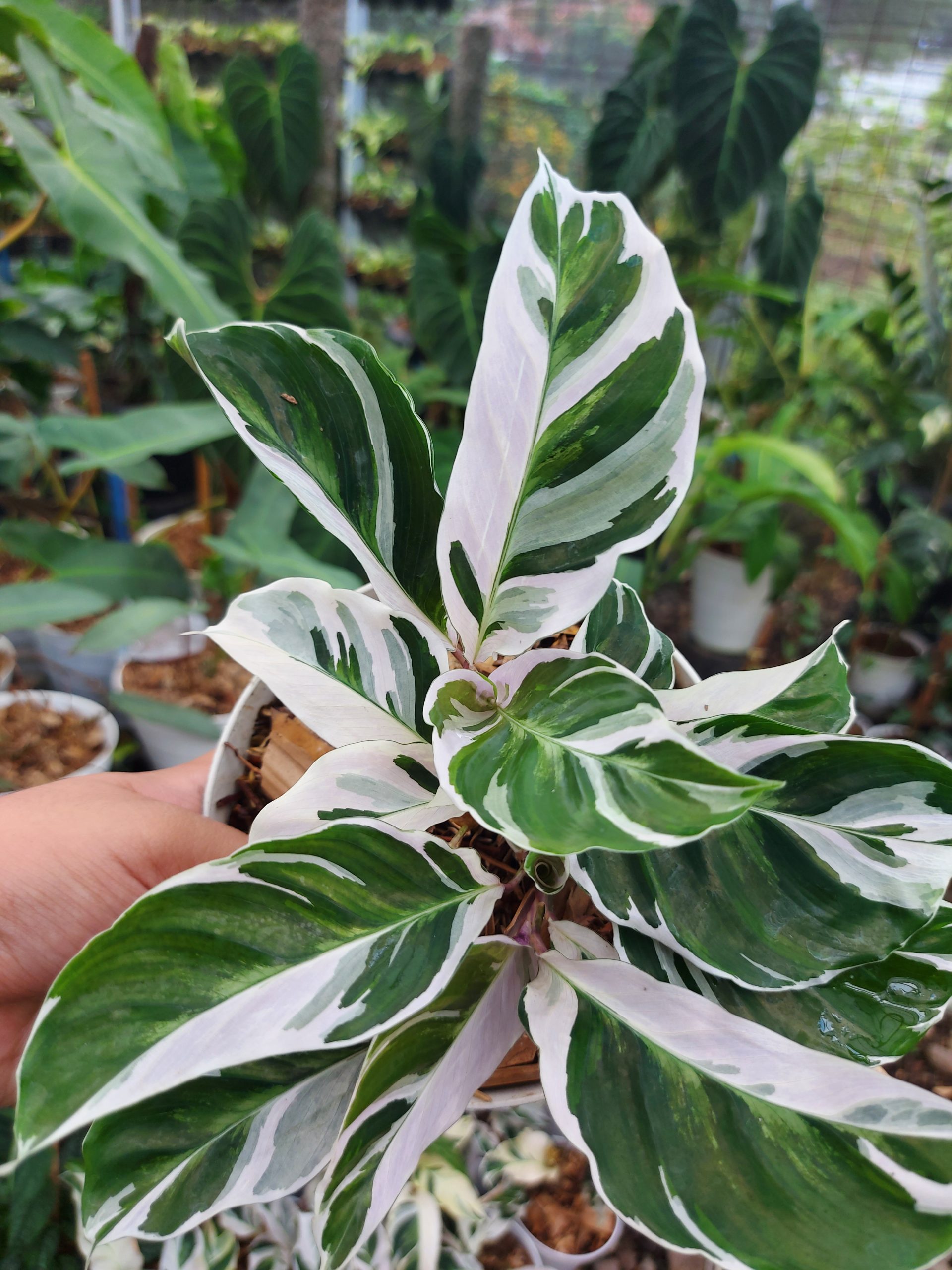 Calathea White Fusion - Image 7