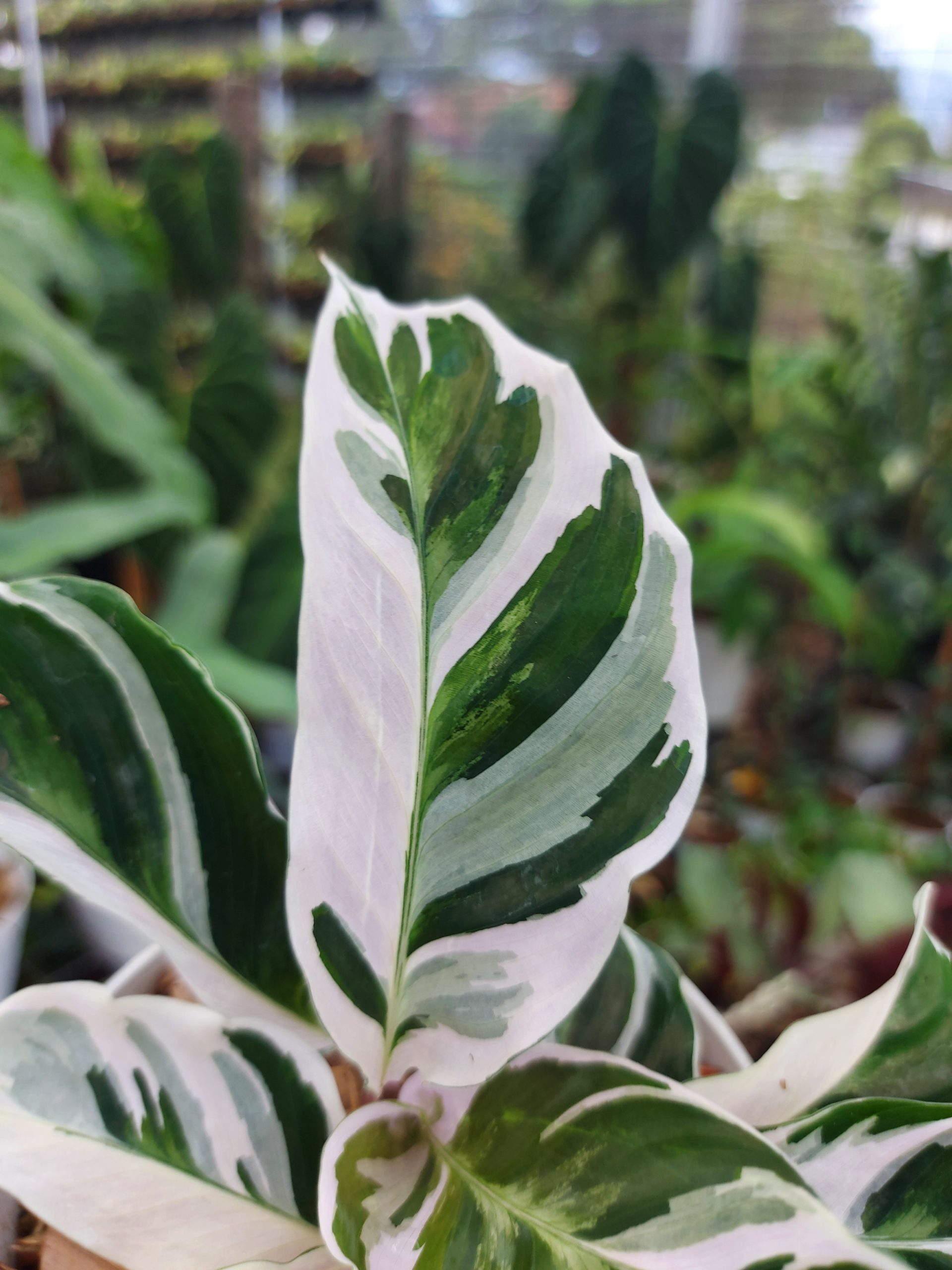 Calathea White Fusion - Image 6