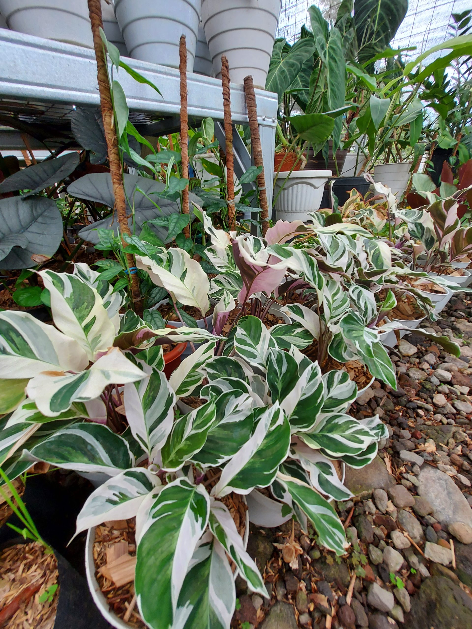Calathea White Fusion - Image 5