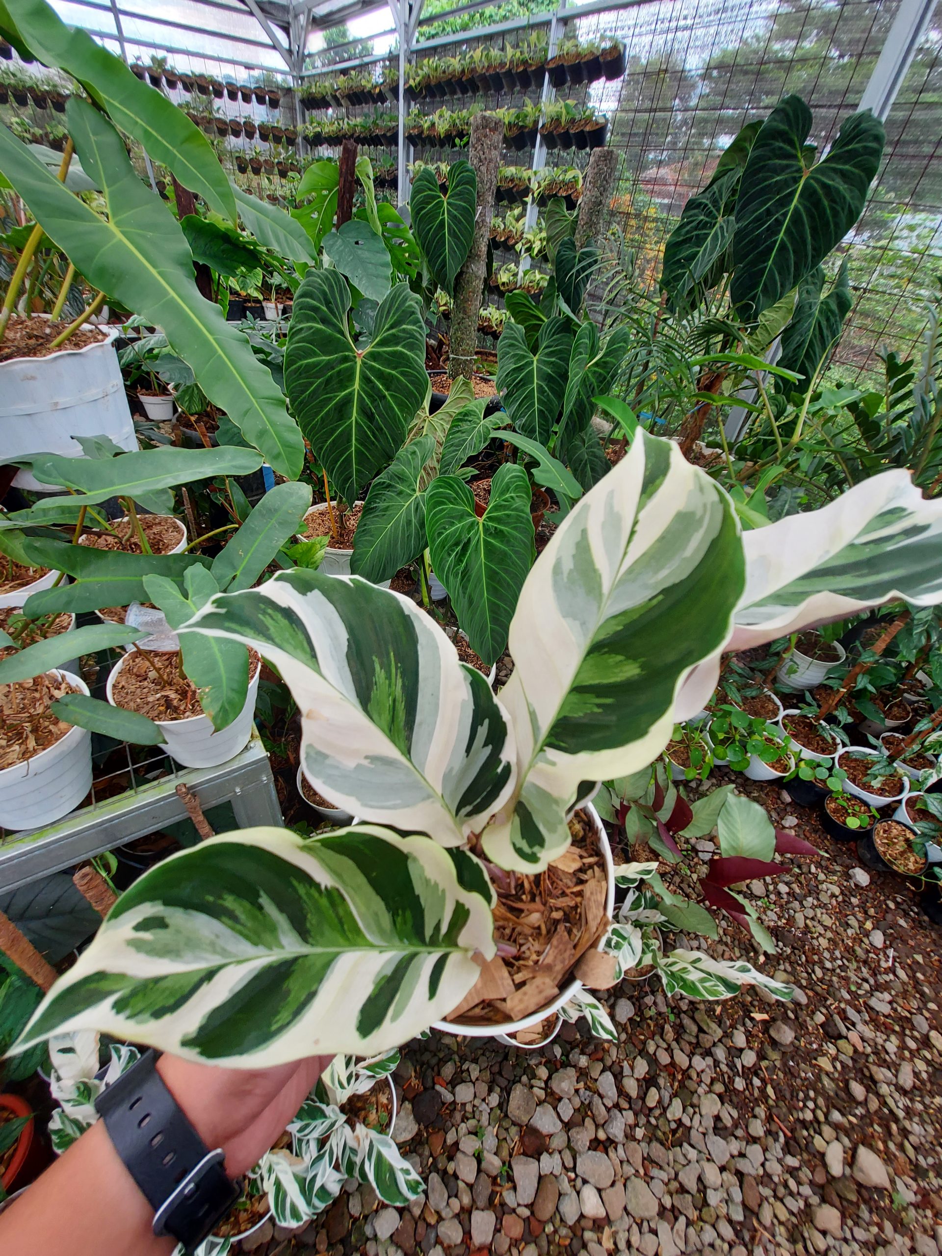 Calathea White Fusion - Image 4