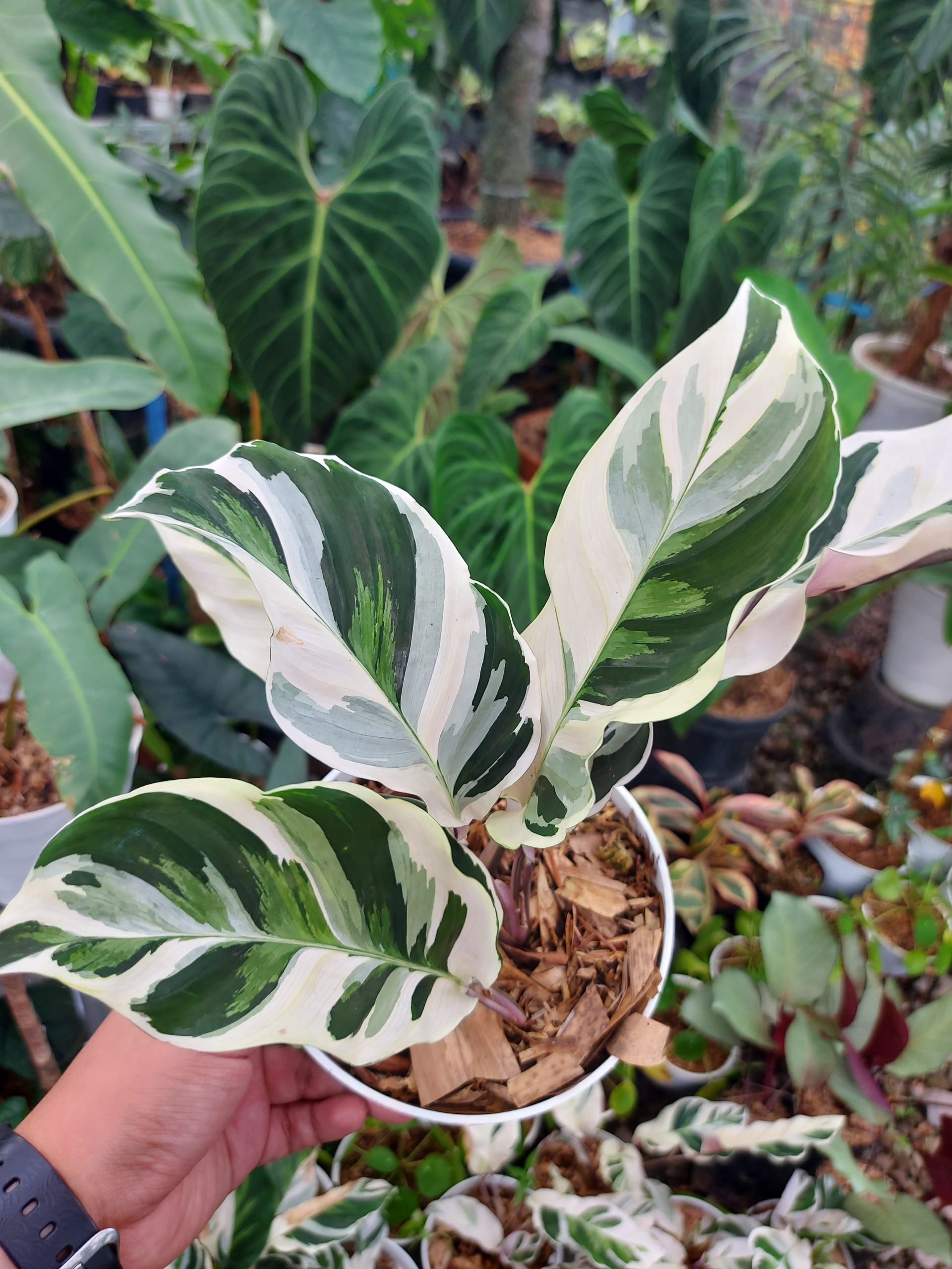Calathea White Fusion - Image 3