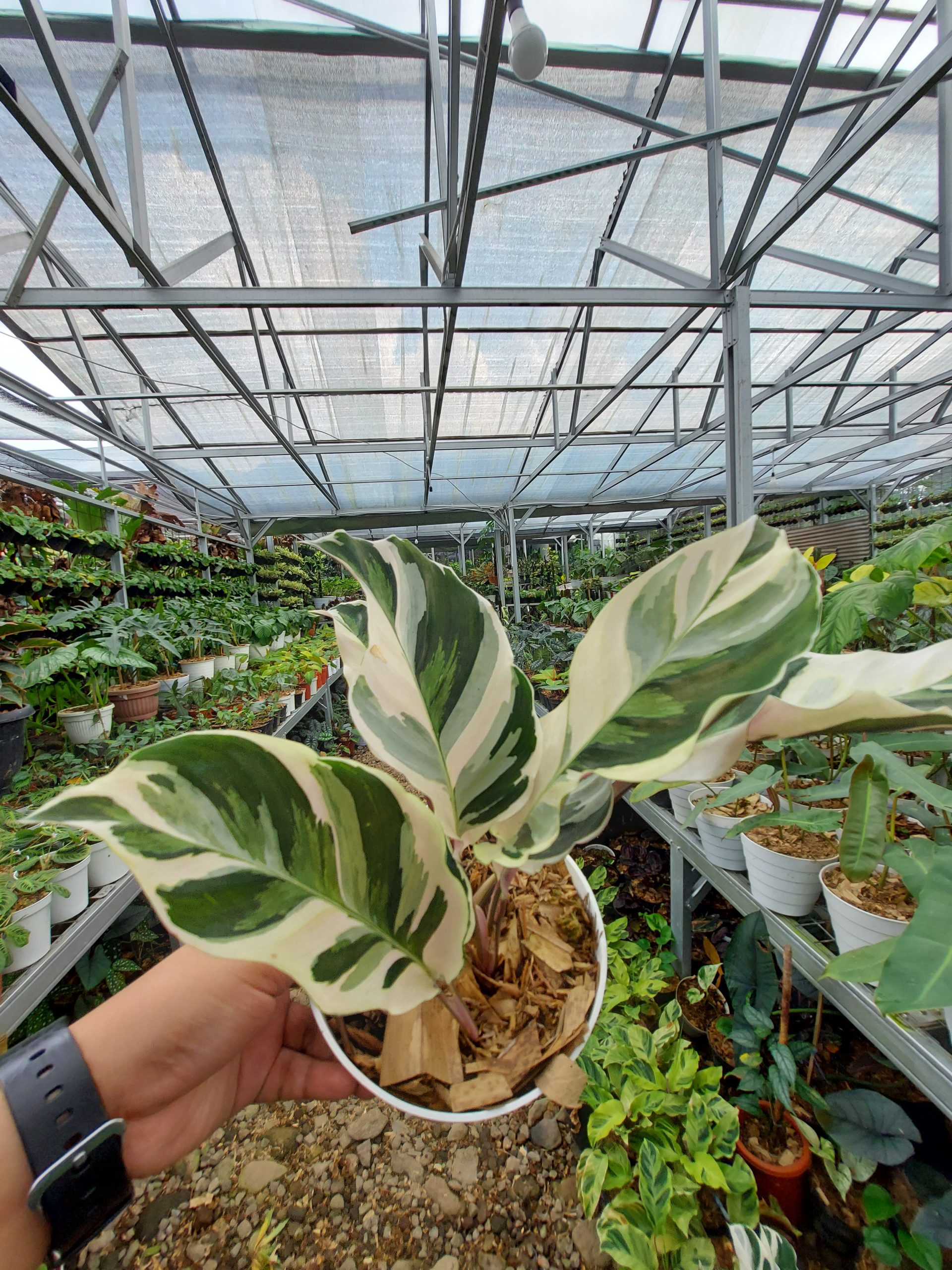 Calathea White Fusion - Image 2