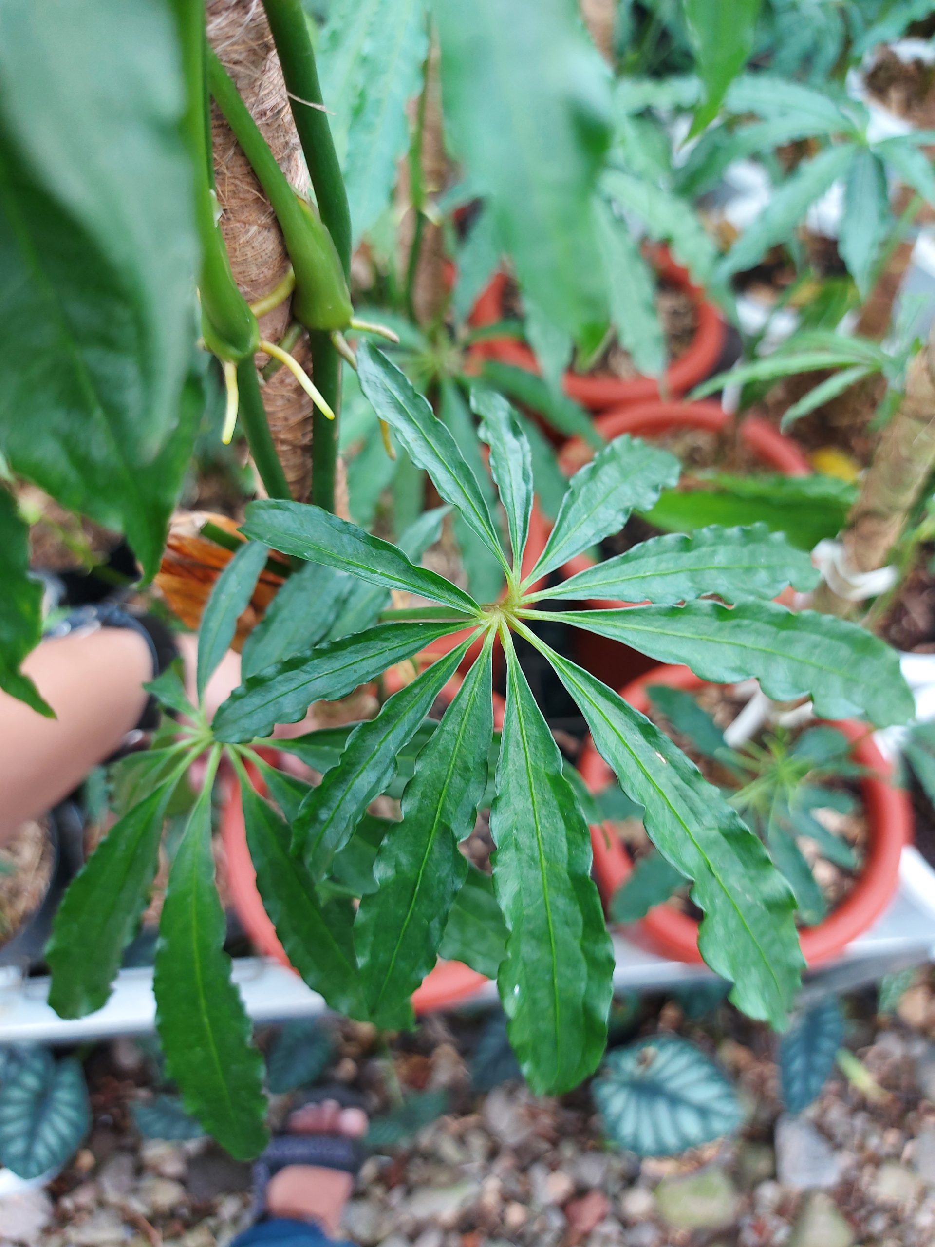 Anthurium Tweed - Image 9