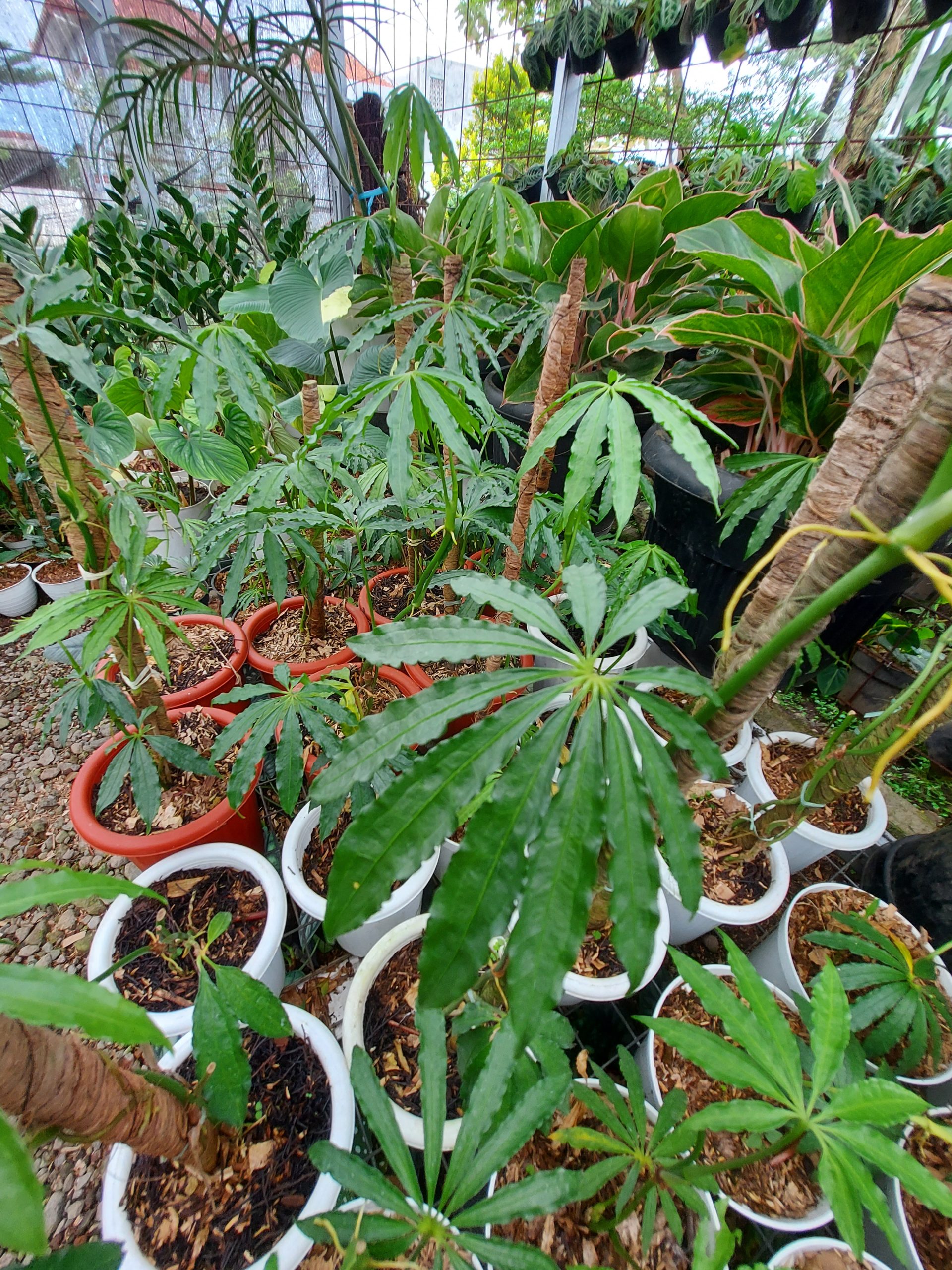 Anthurium Tweed - Image 8