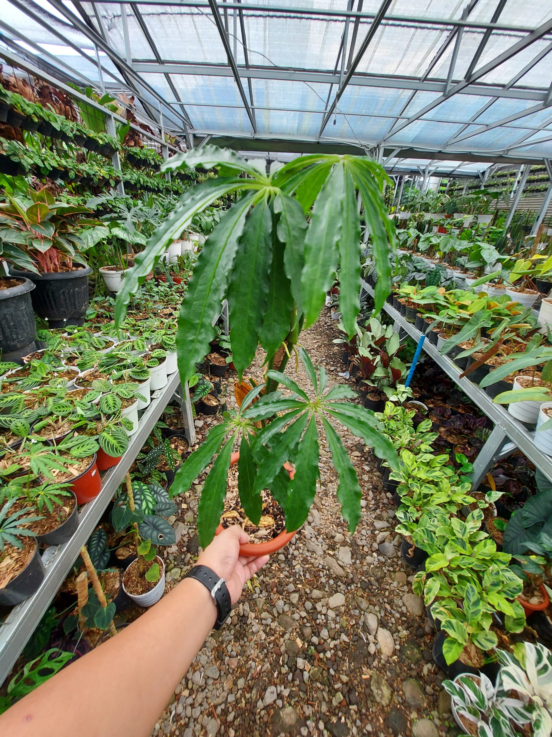 Anthurium Tweed - Image 7