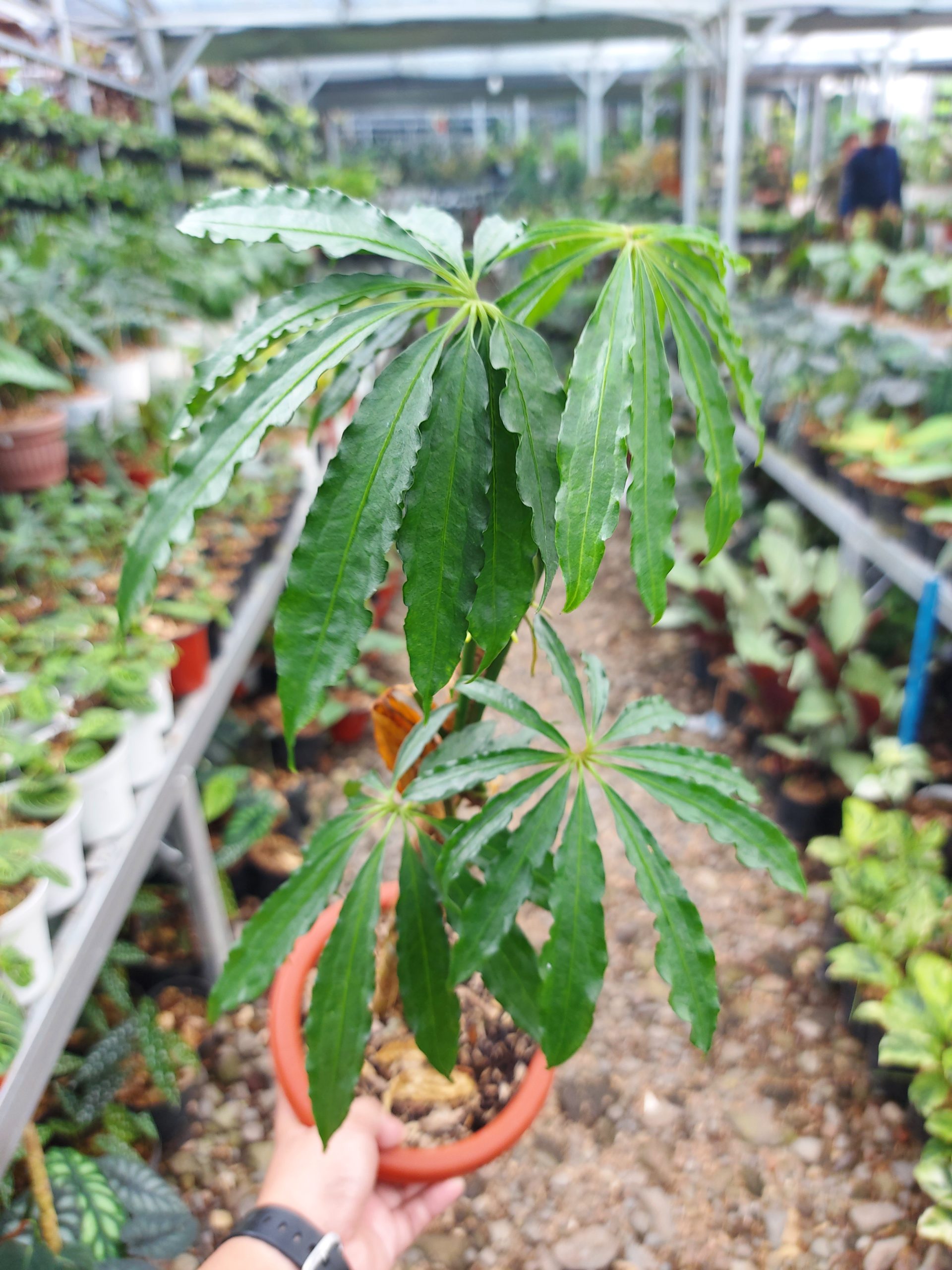 Anthurium Tweed - Image 6