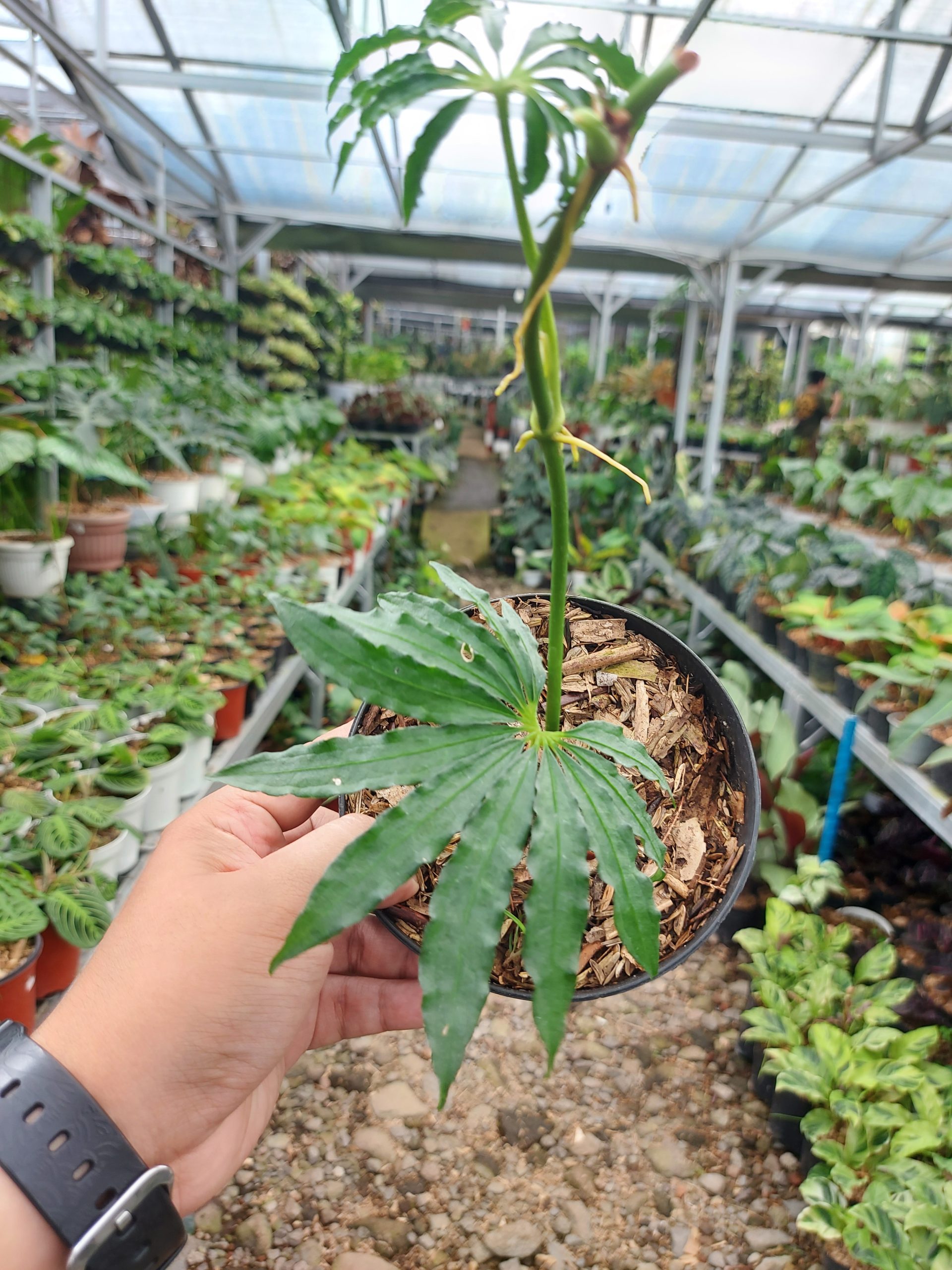 Anthurium Tweed - Image 5