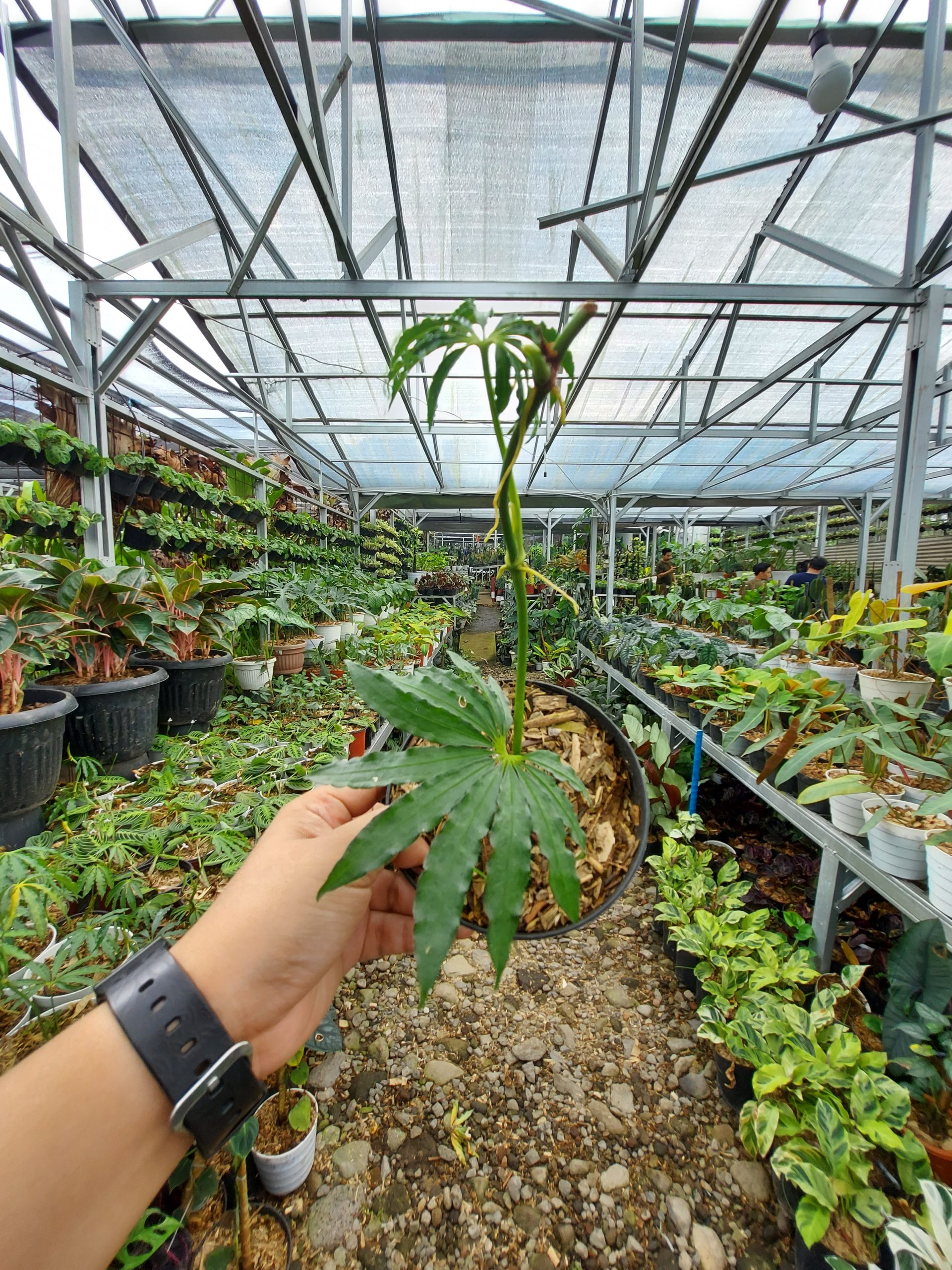 Anthurium Tweed - Image 4