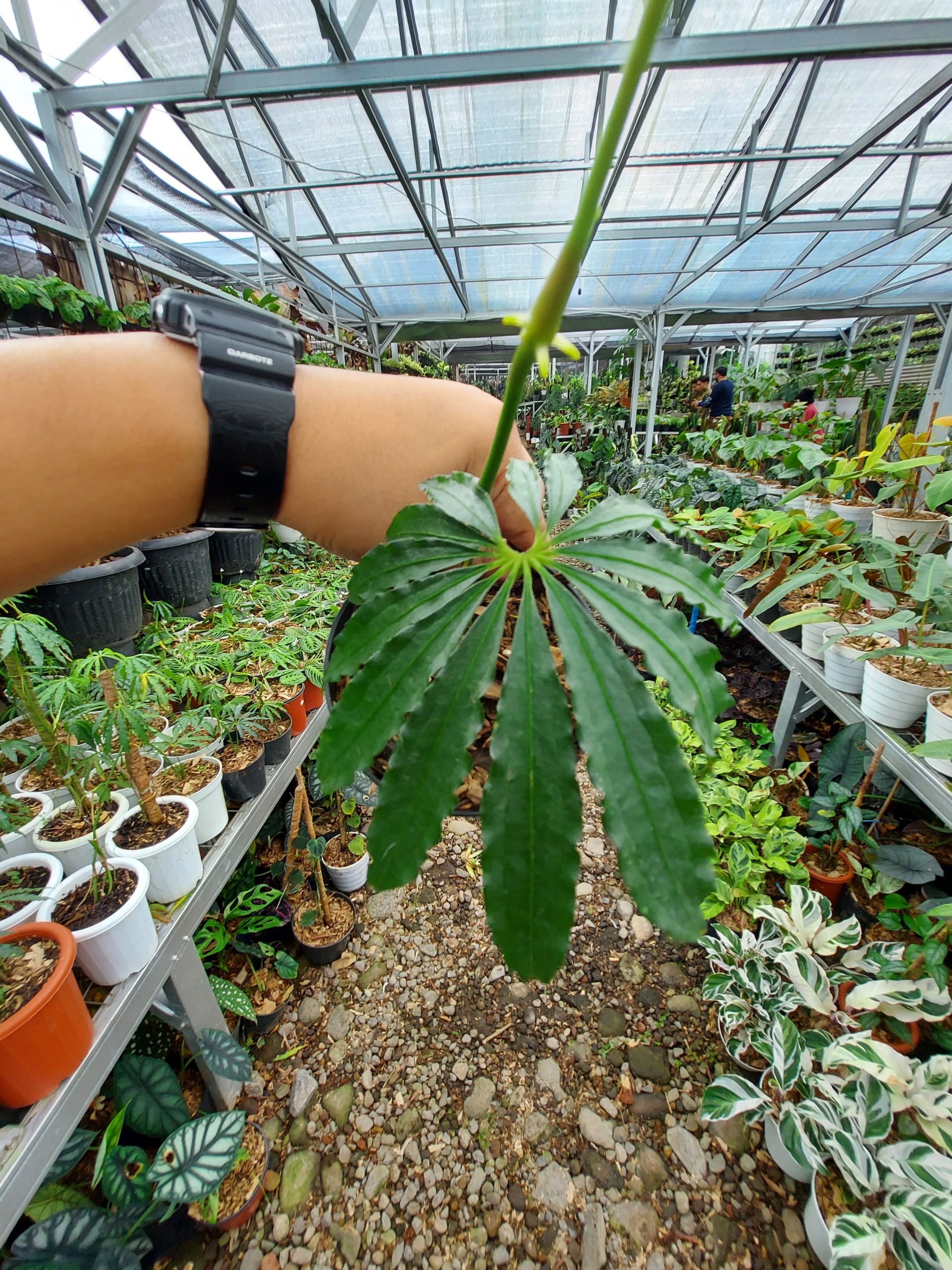 Anthurium Tweed - Image 3