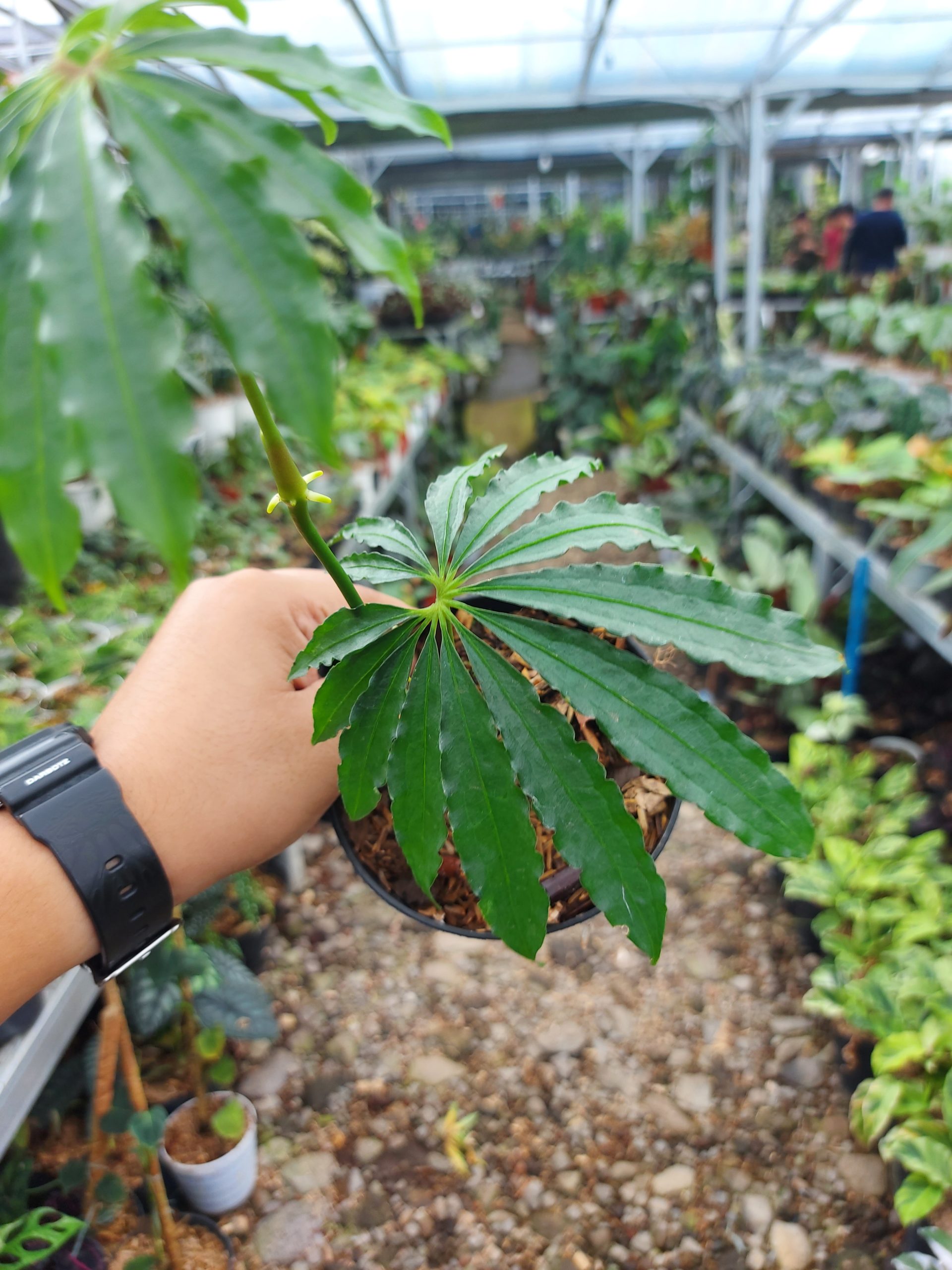 Anthurium Tweed - Image 2