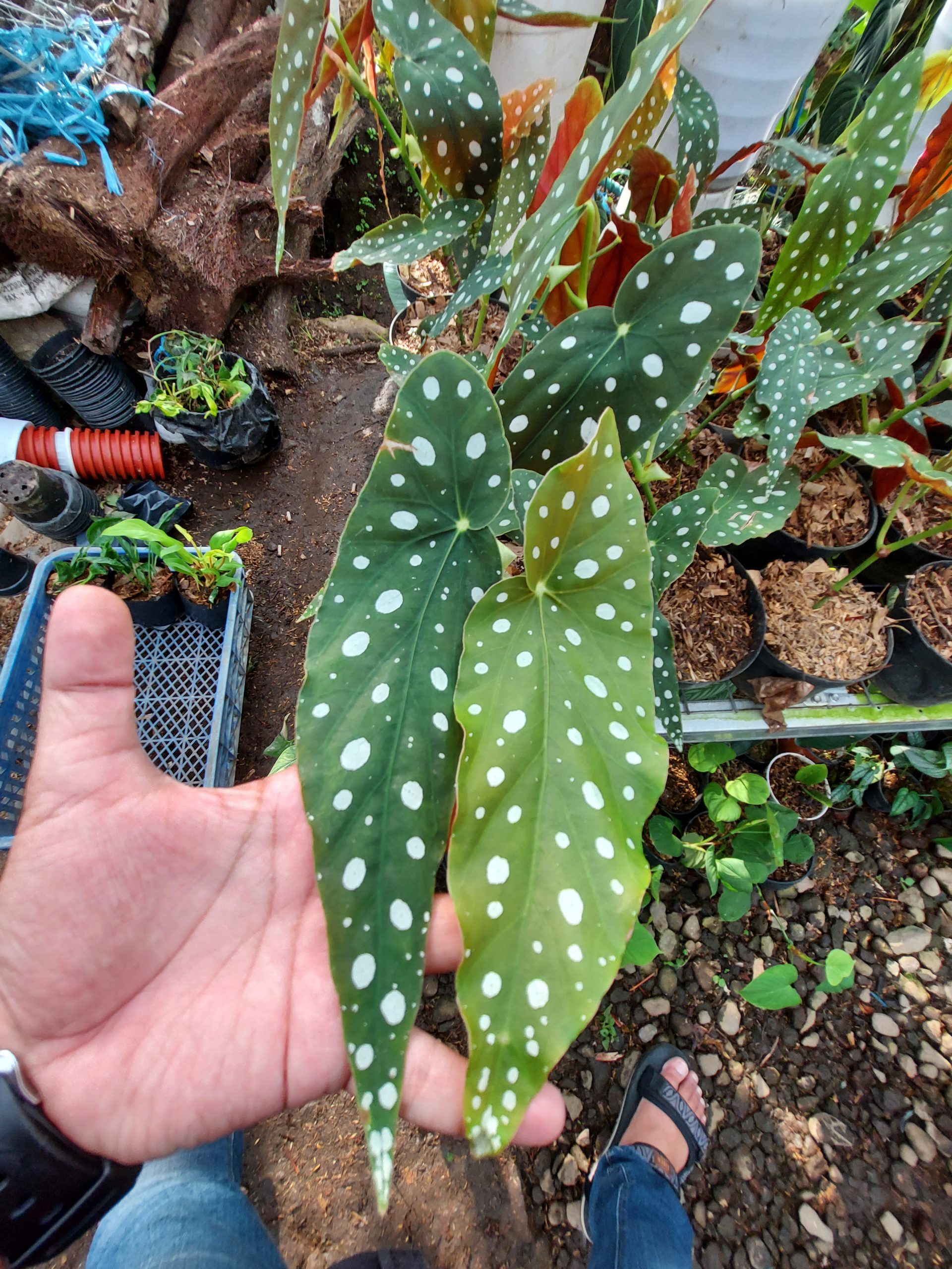 Begonia Polkadot Green - Image 5