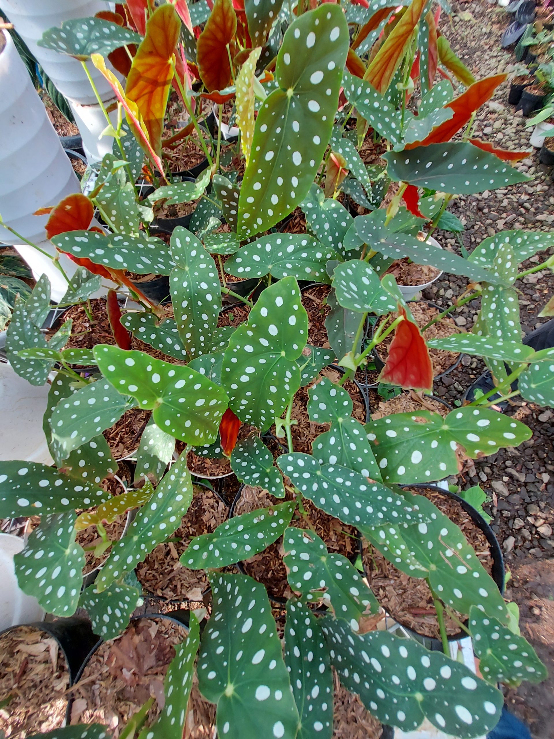 Begonia Polkadot Green - Image 4