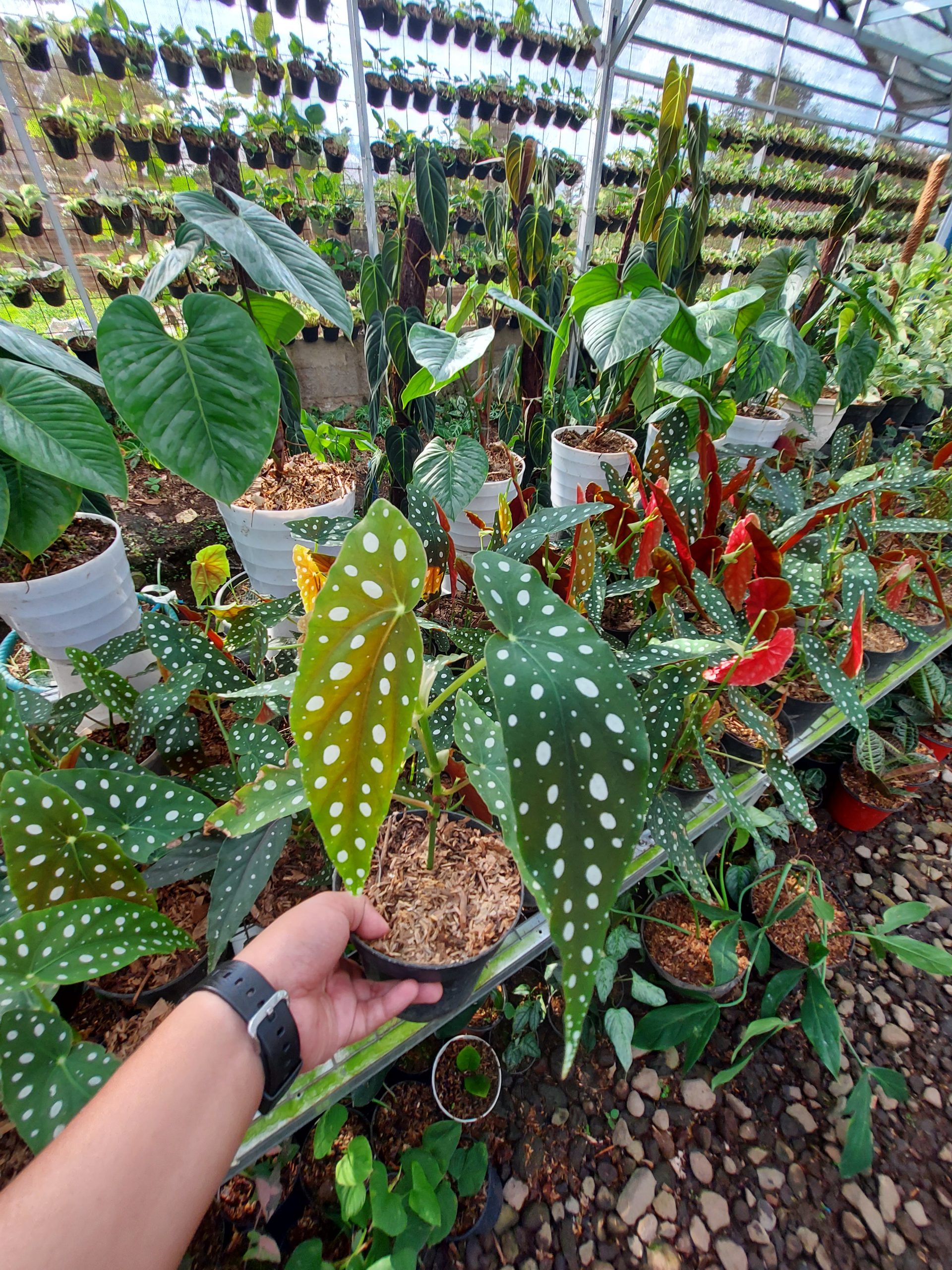 Begonia Polkadot Green - Image 3