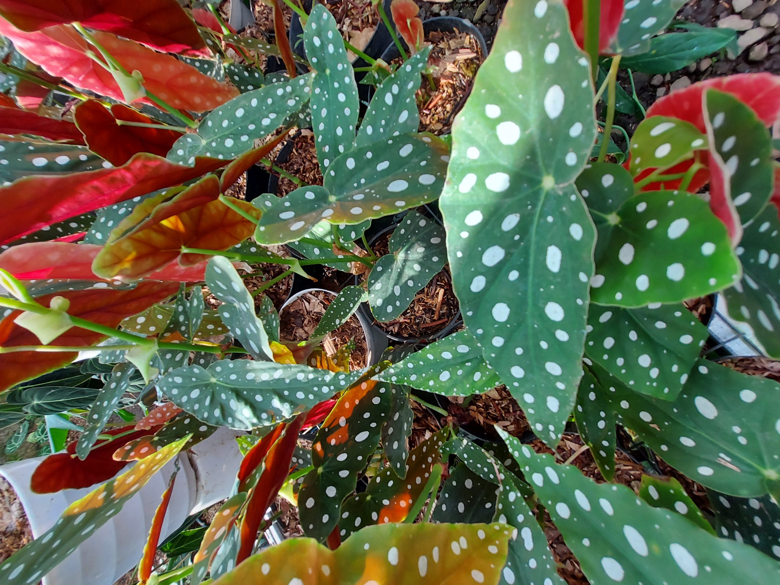 Begonia Polkadot Green - Image 6