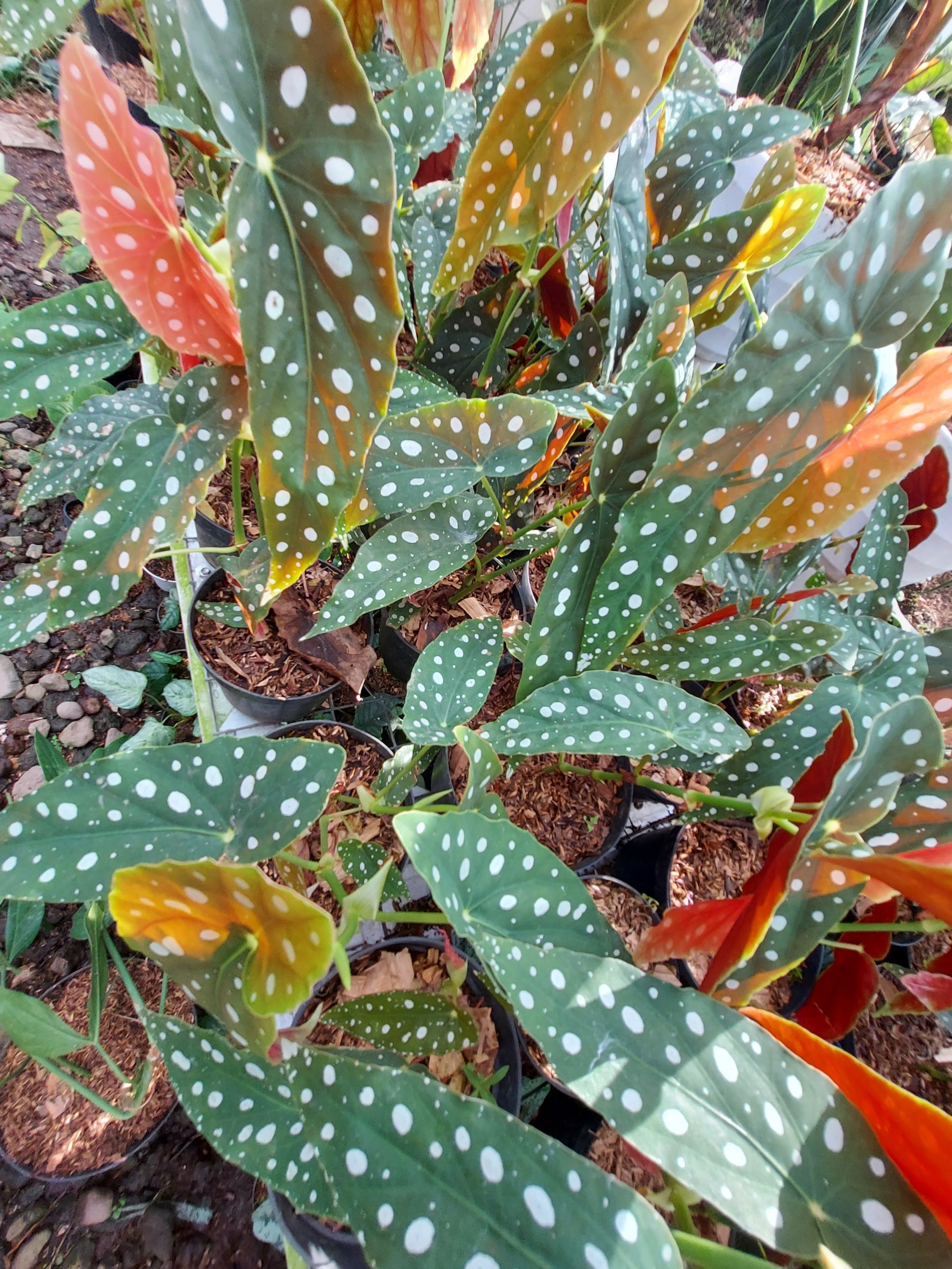 Begonia Polkadot Green - Image 2