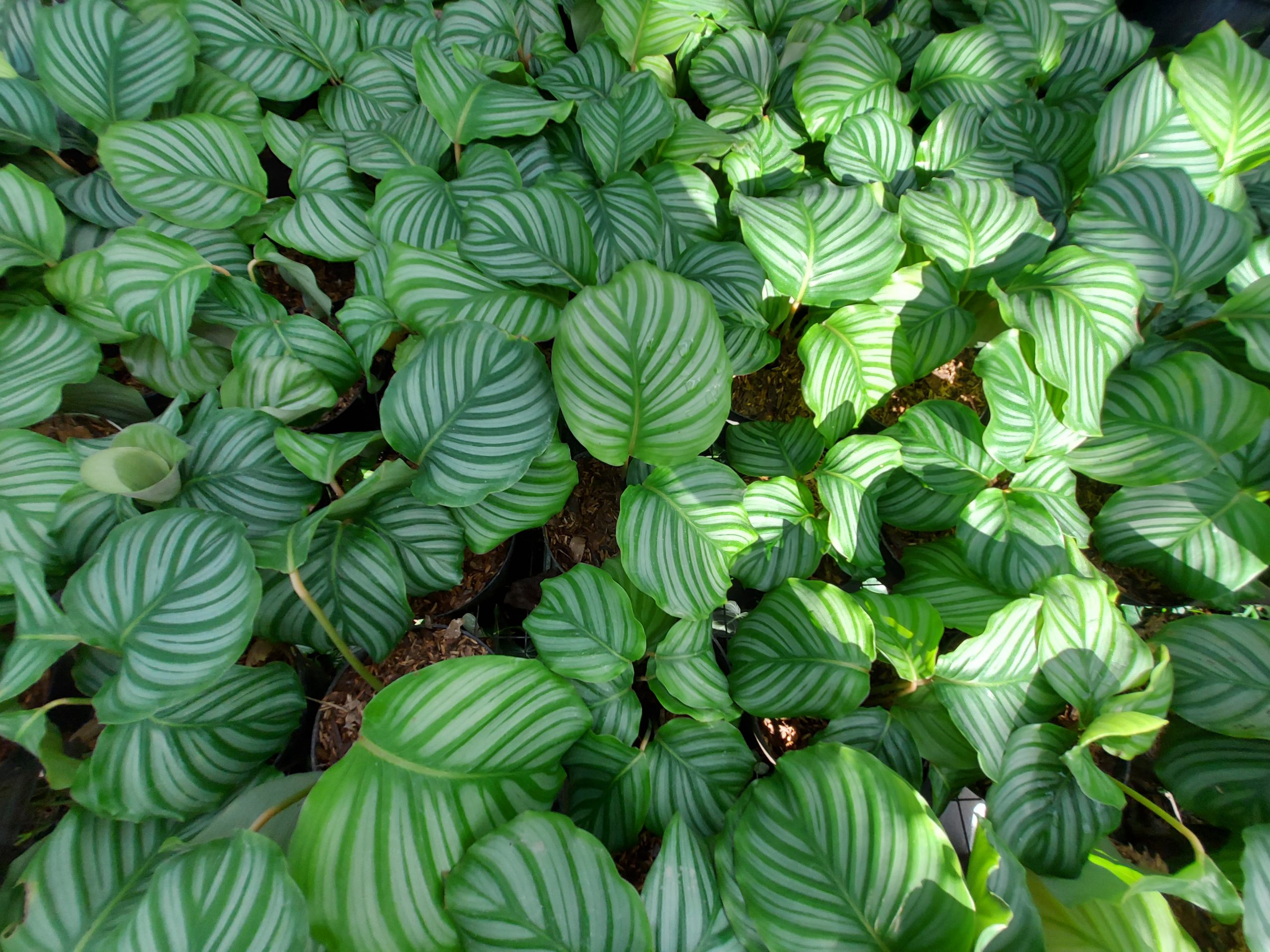 Calathea Orbifiola - Image 13
