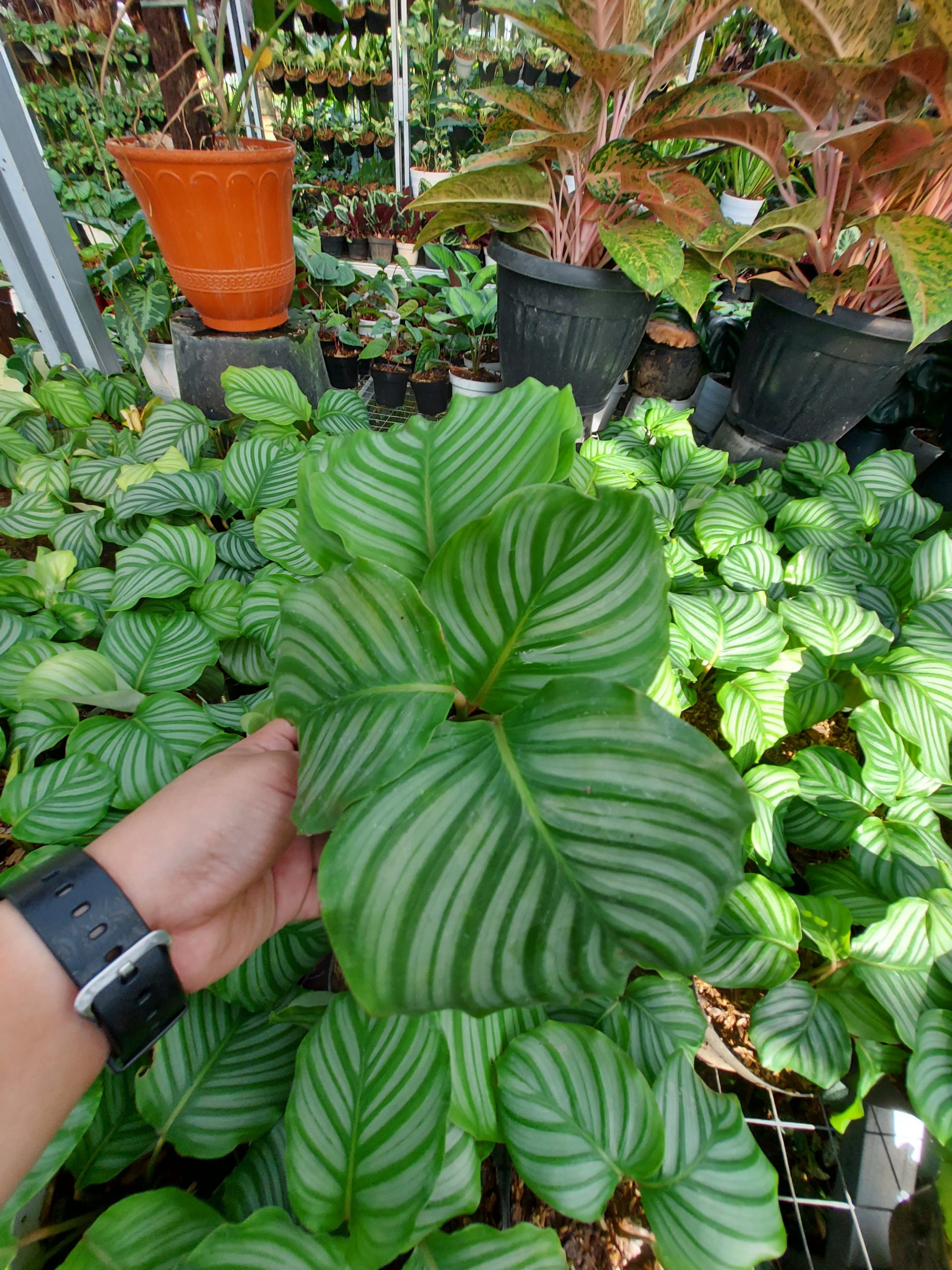 Calathea Orbifiola - Image 12