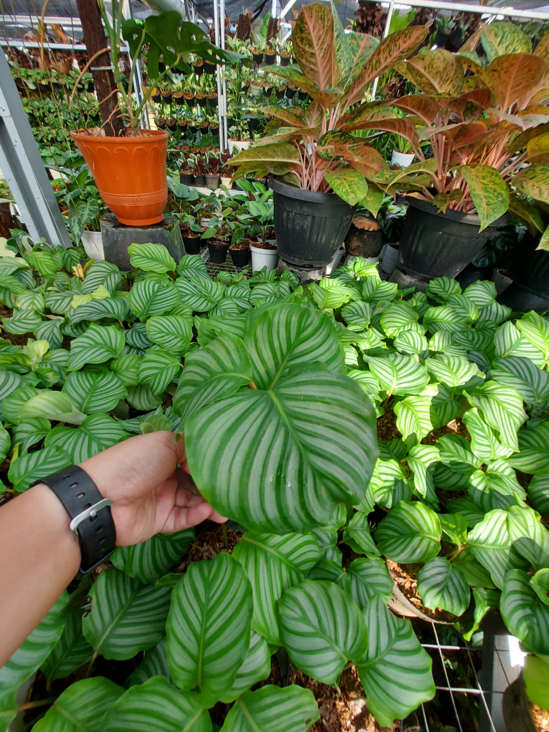 Calathea Orbifiola - Image 11