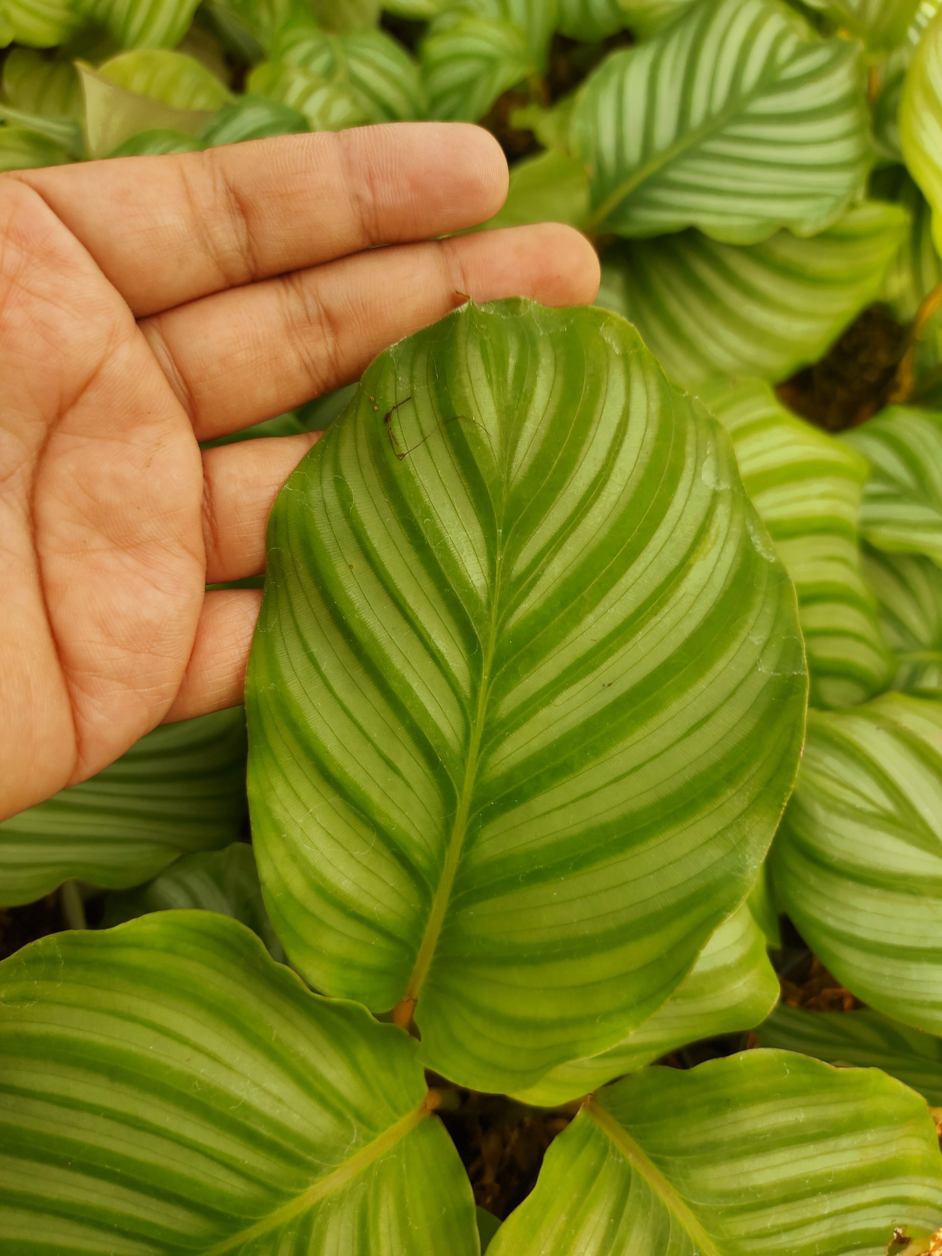 Calathea Orbifiola - Image 10