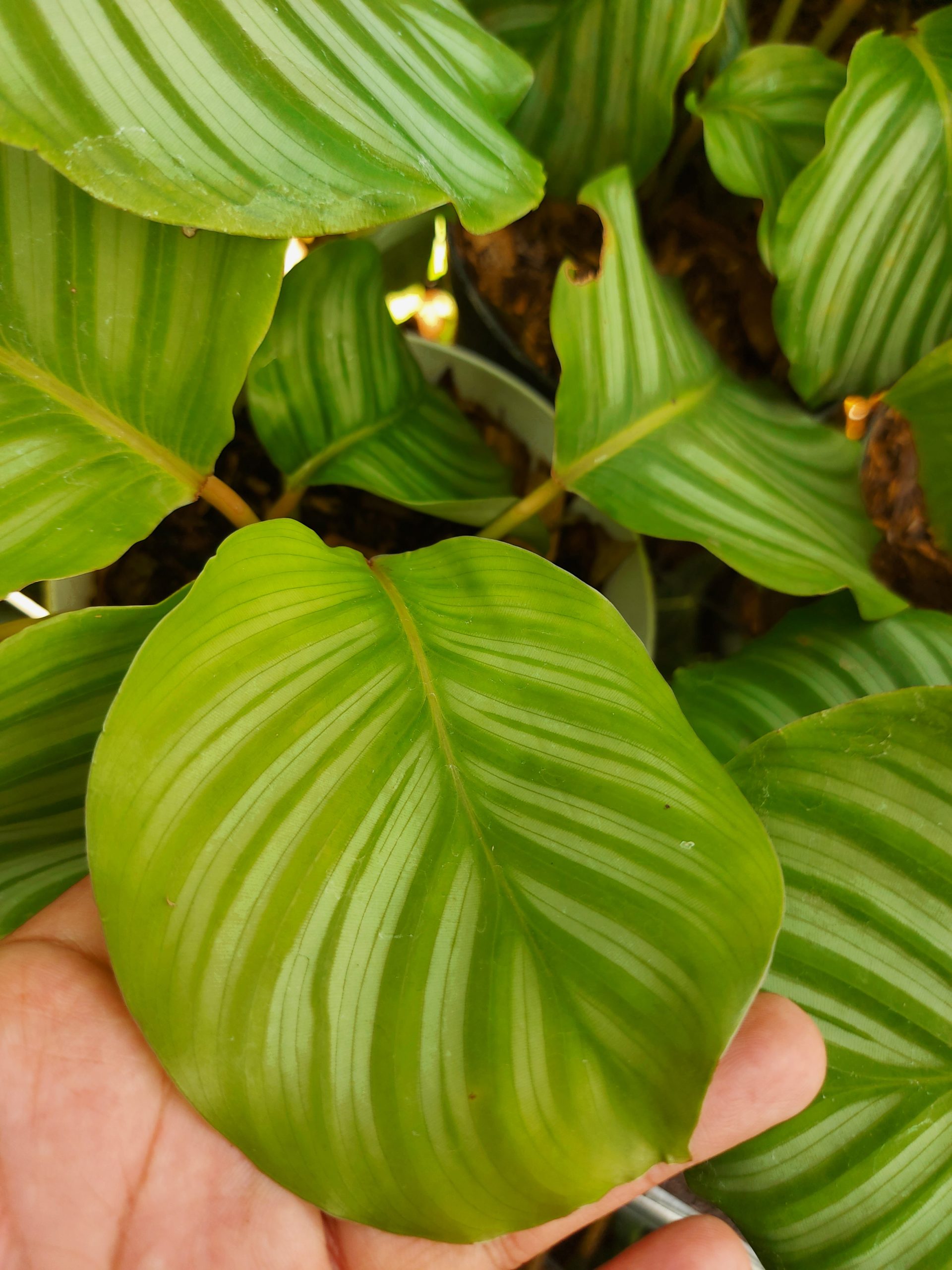 Calathea Orbifiola - Image 9