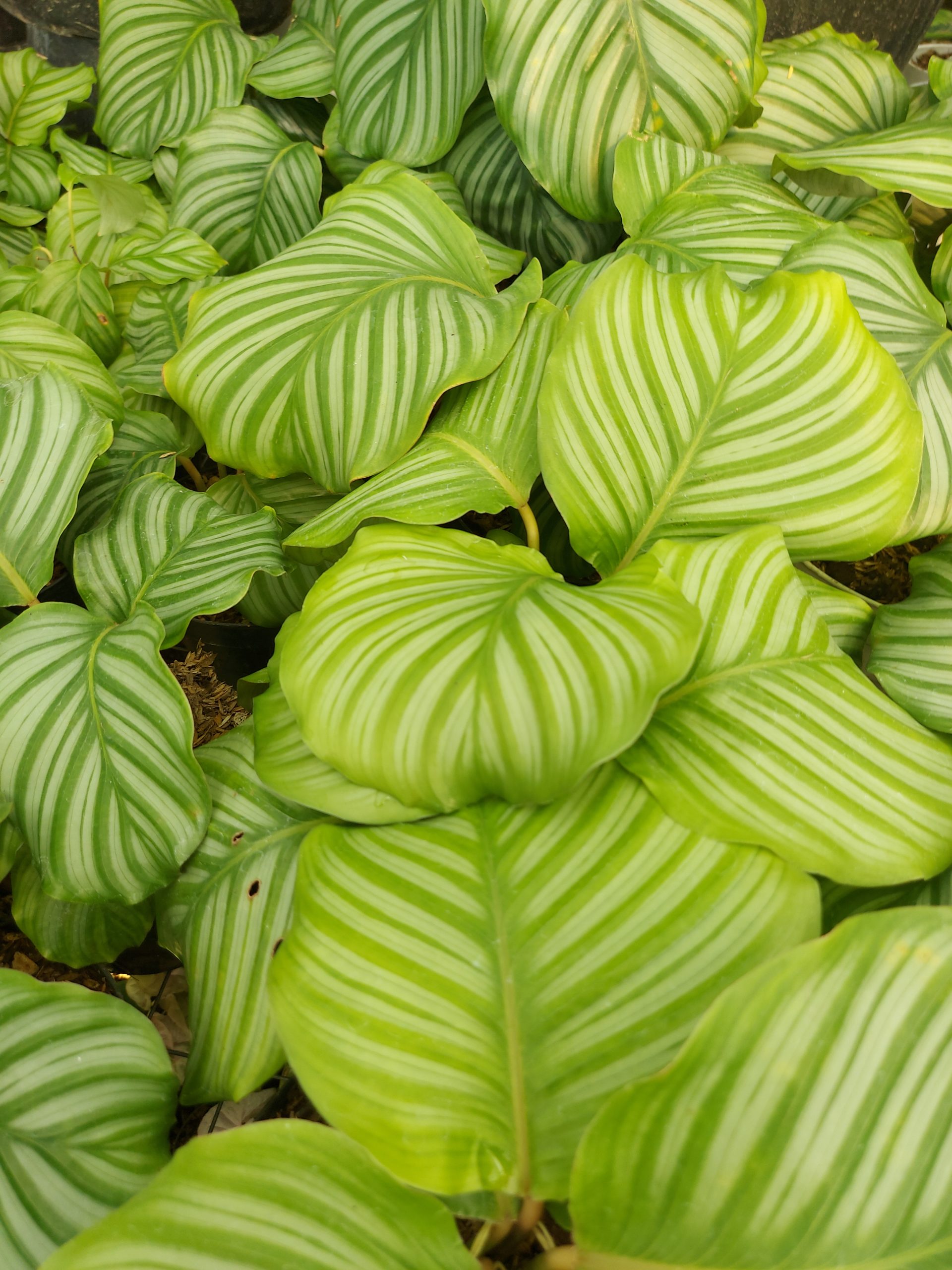 Calathea Orbifiola - Image 8
