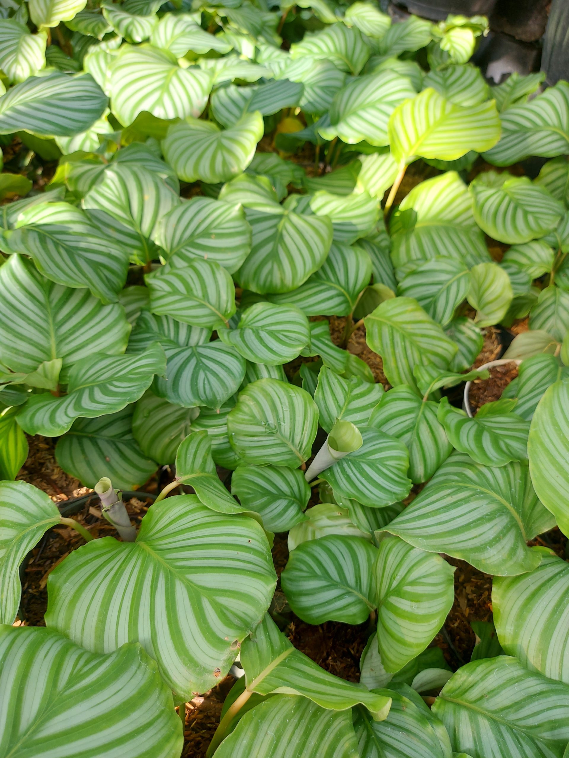Calathea Orbifiola - Image 7