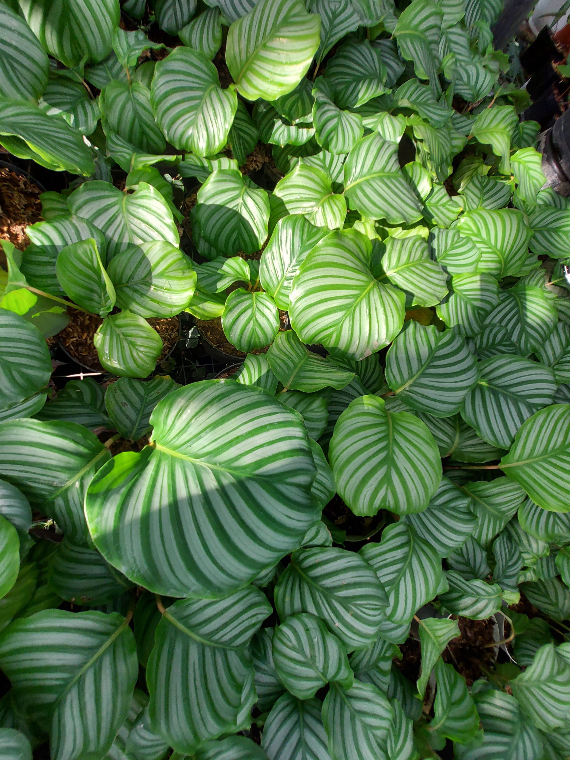 Calathea Orbifiola - Image 6