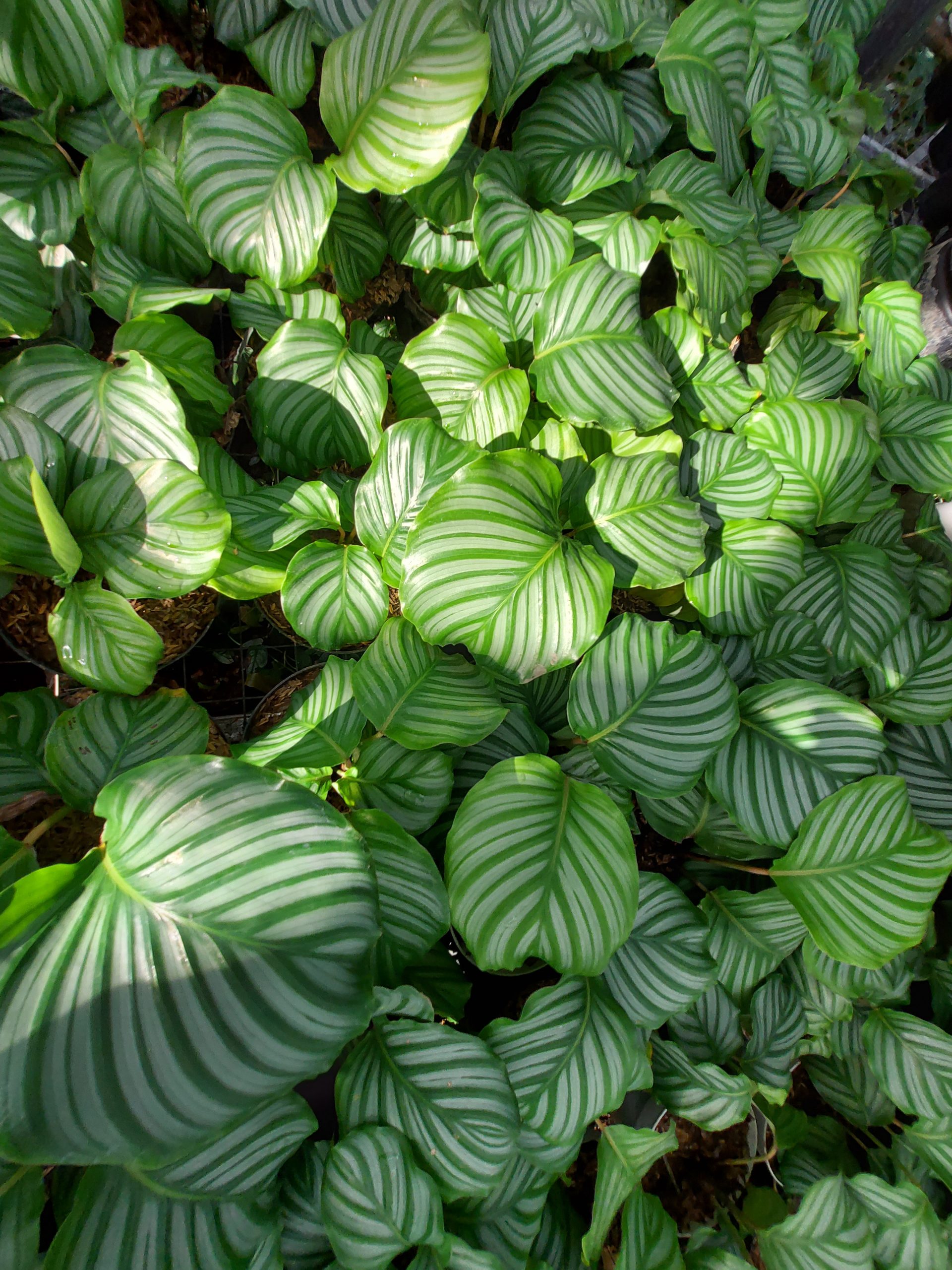Calathea Orbifiola - Image 5