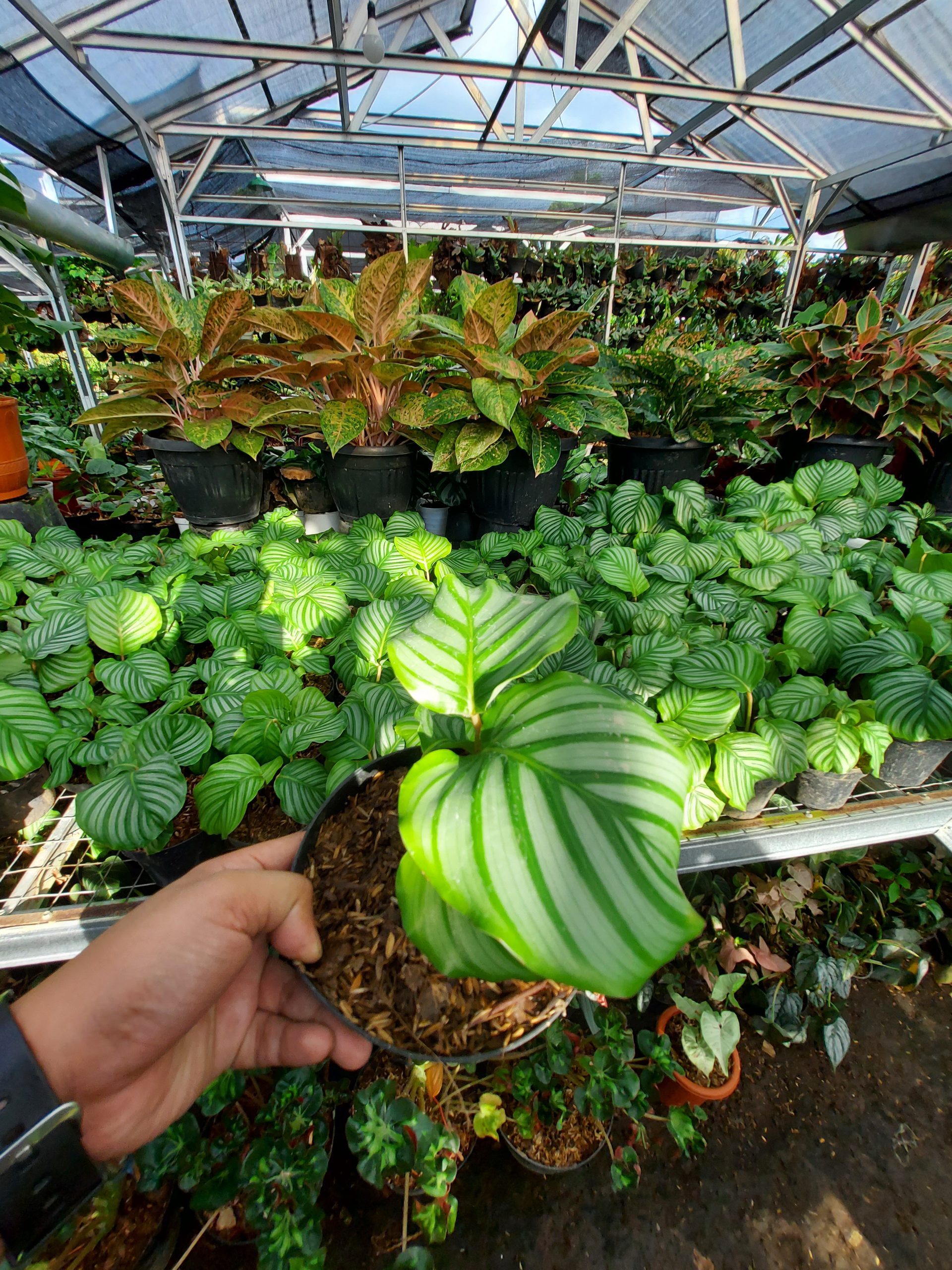 Calathea Orbifiola - Image 4