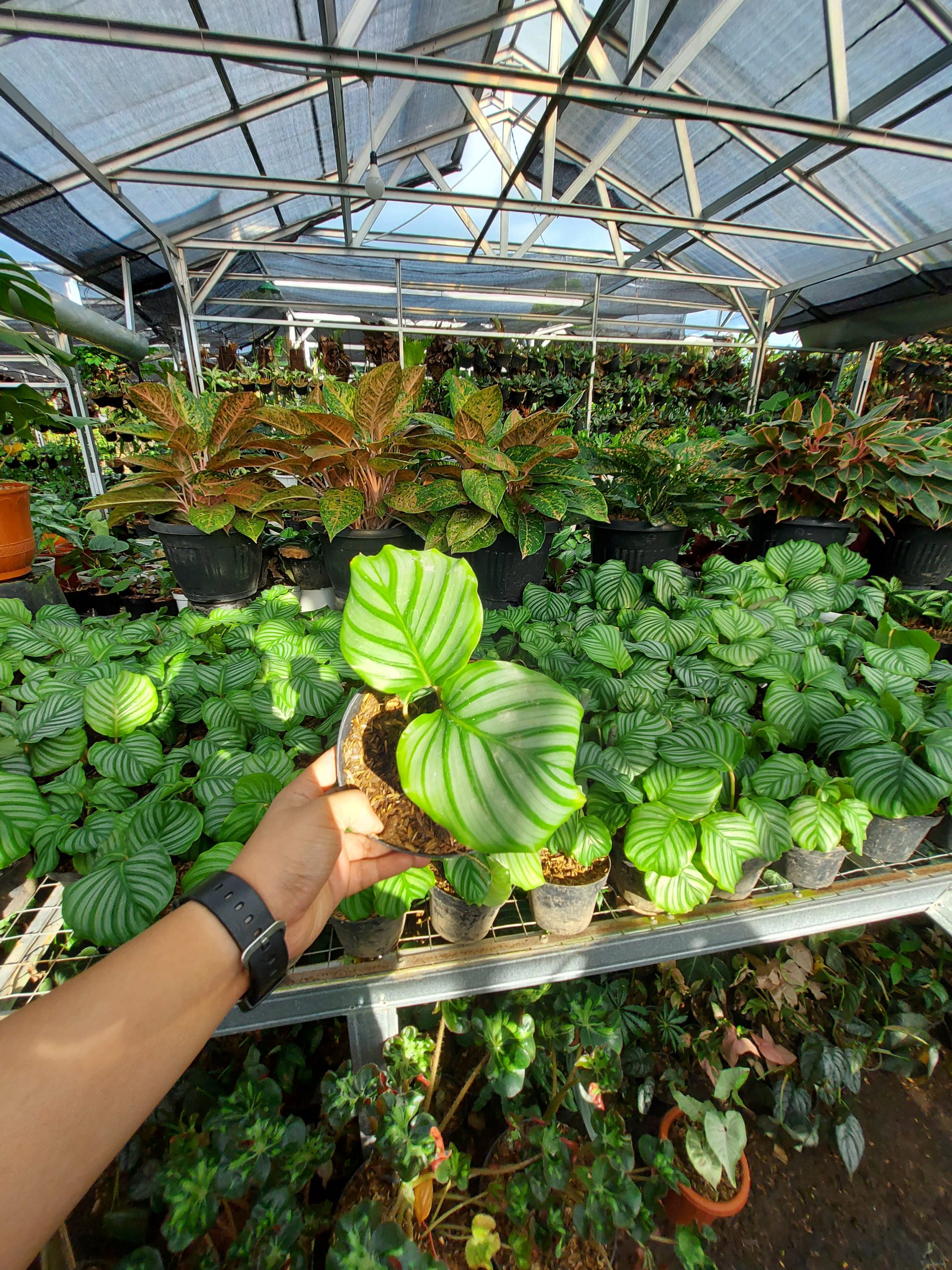 Calathea Orbifiola - Image 3