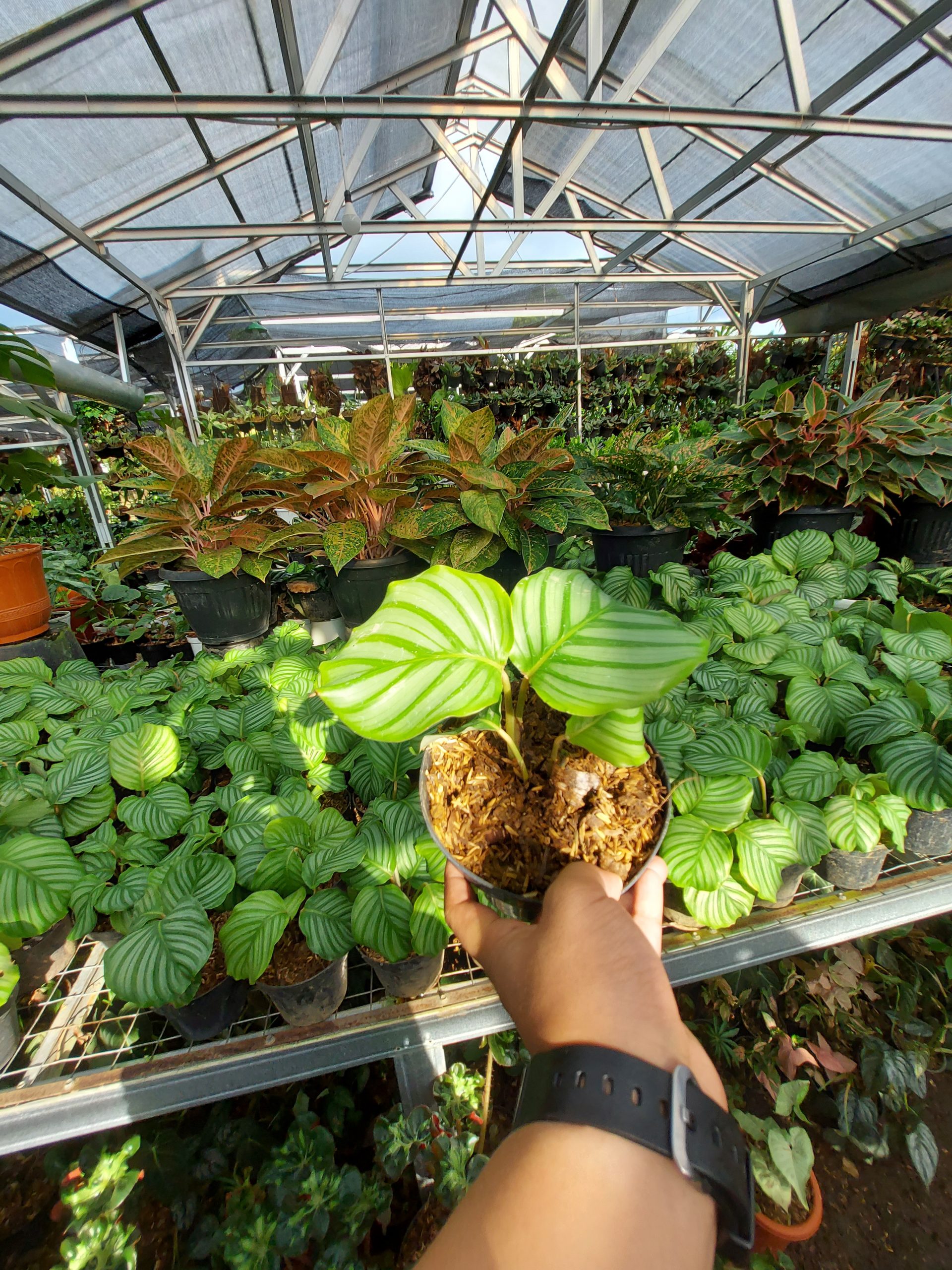 Calathea Orbifiola - Image 2