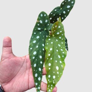 Begonia Polkadot Green